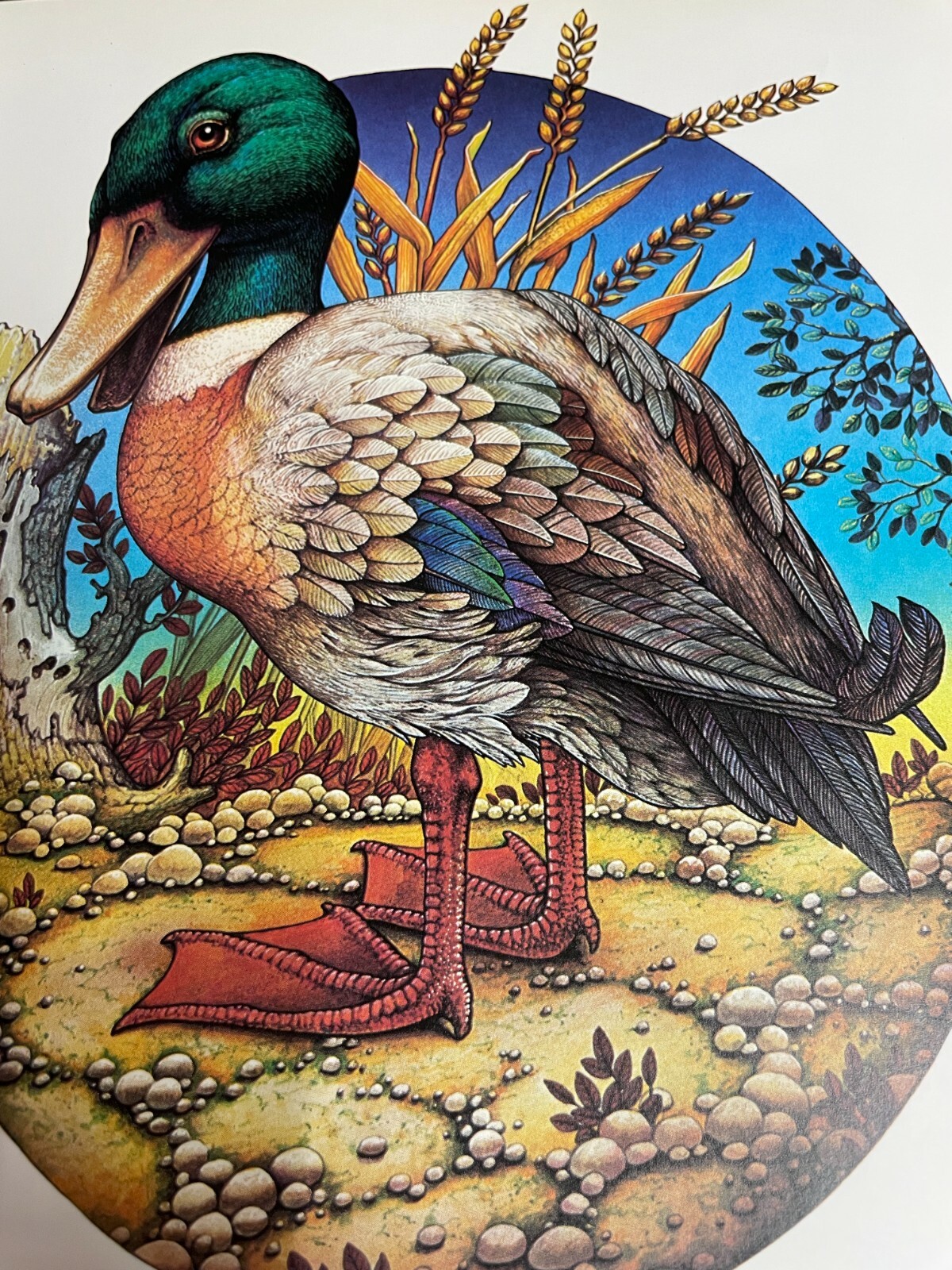The Adventures of the Hole Eating Duck Tinker Patrick Woodroffe Paper Tiger