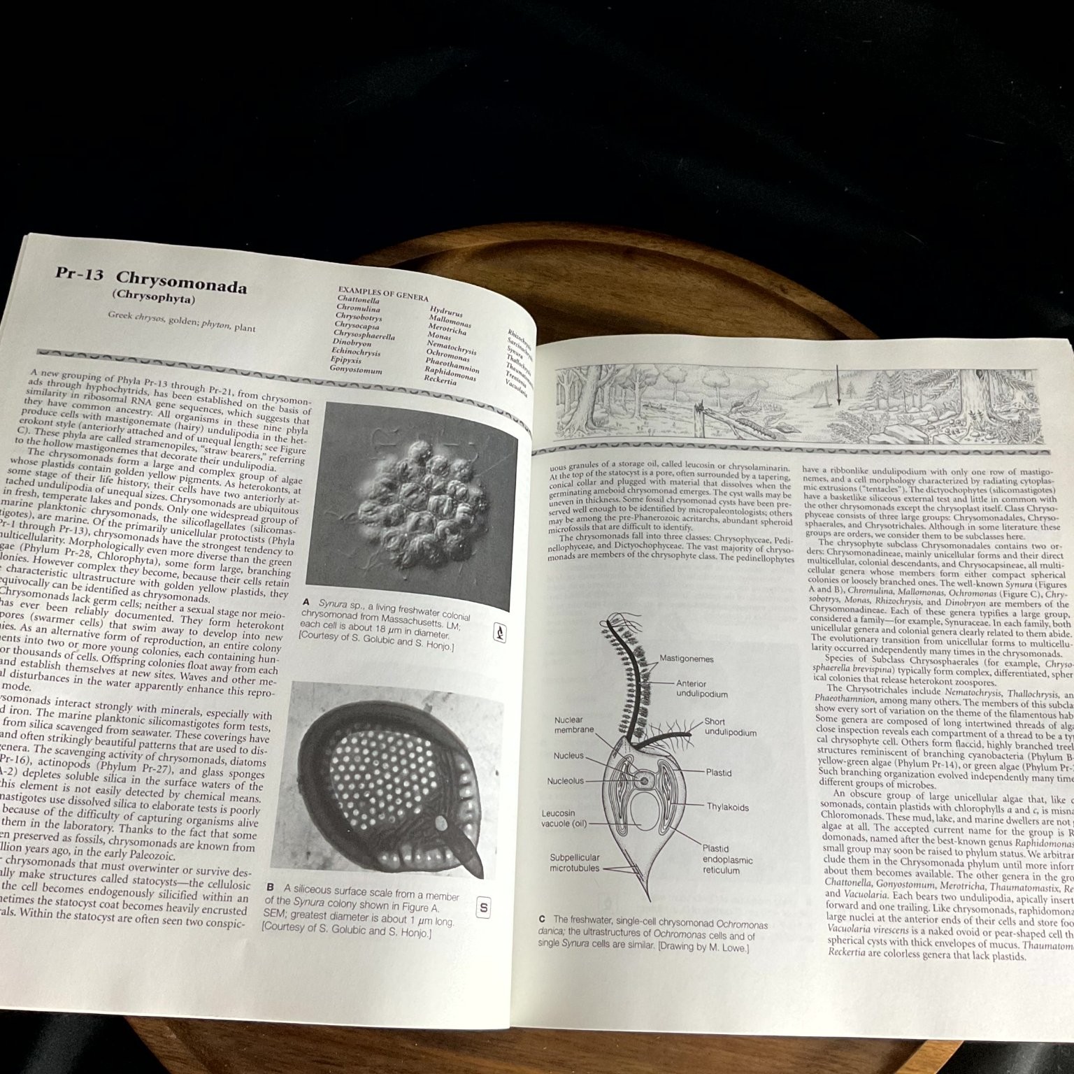 FIVE KINGDOMS Margulis Schwartz Third Edition 1998 Illustrated Biology Gould