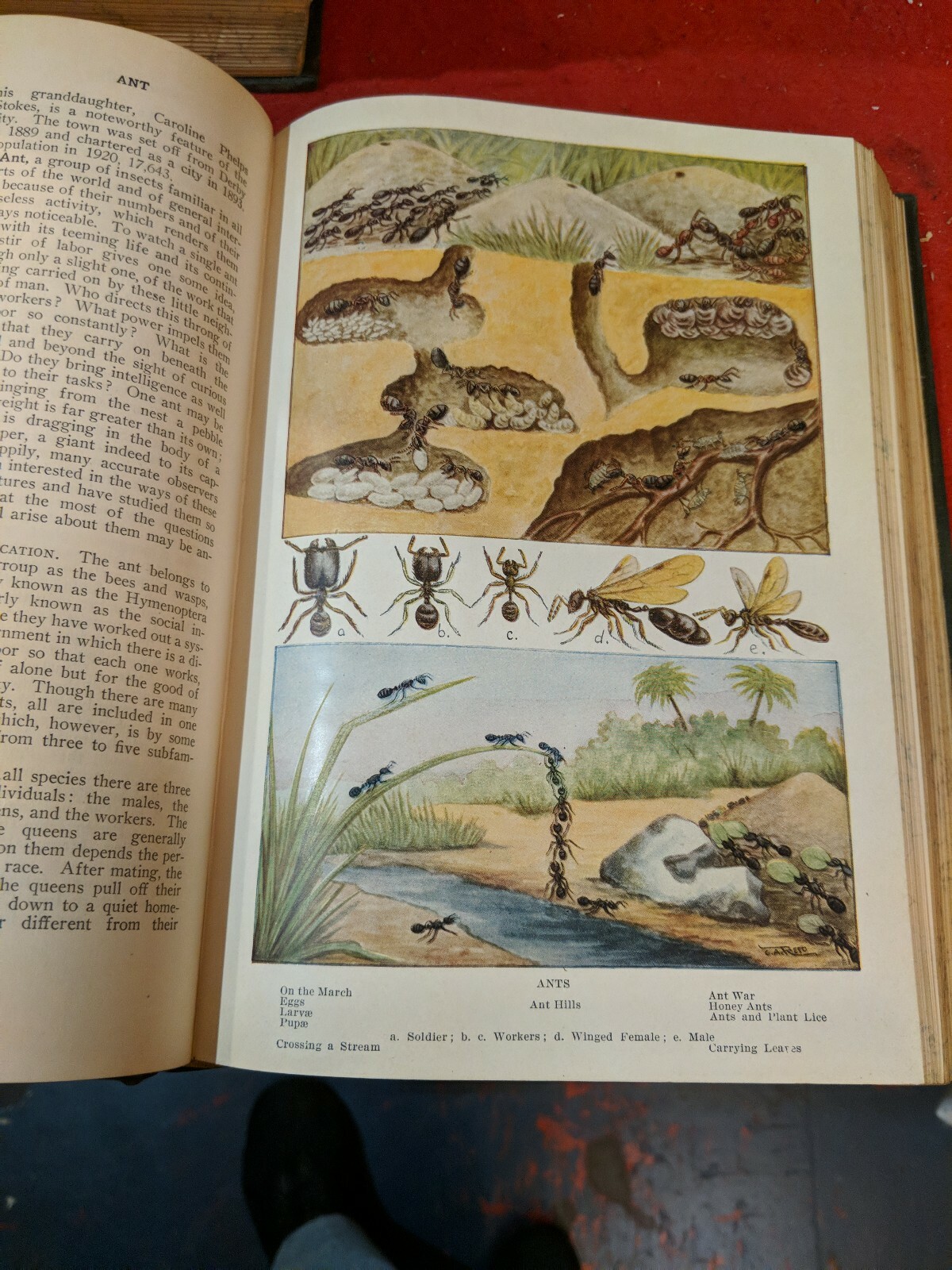 1924 American Reference Library Encyclopedic & Loose-Leaf Extension Service set