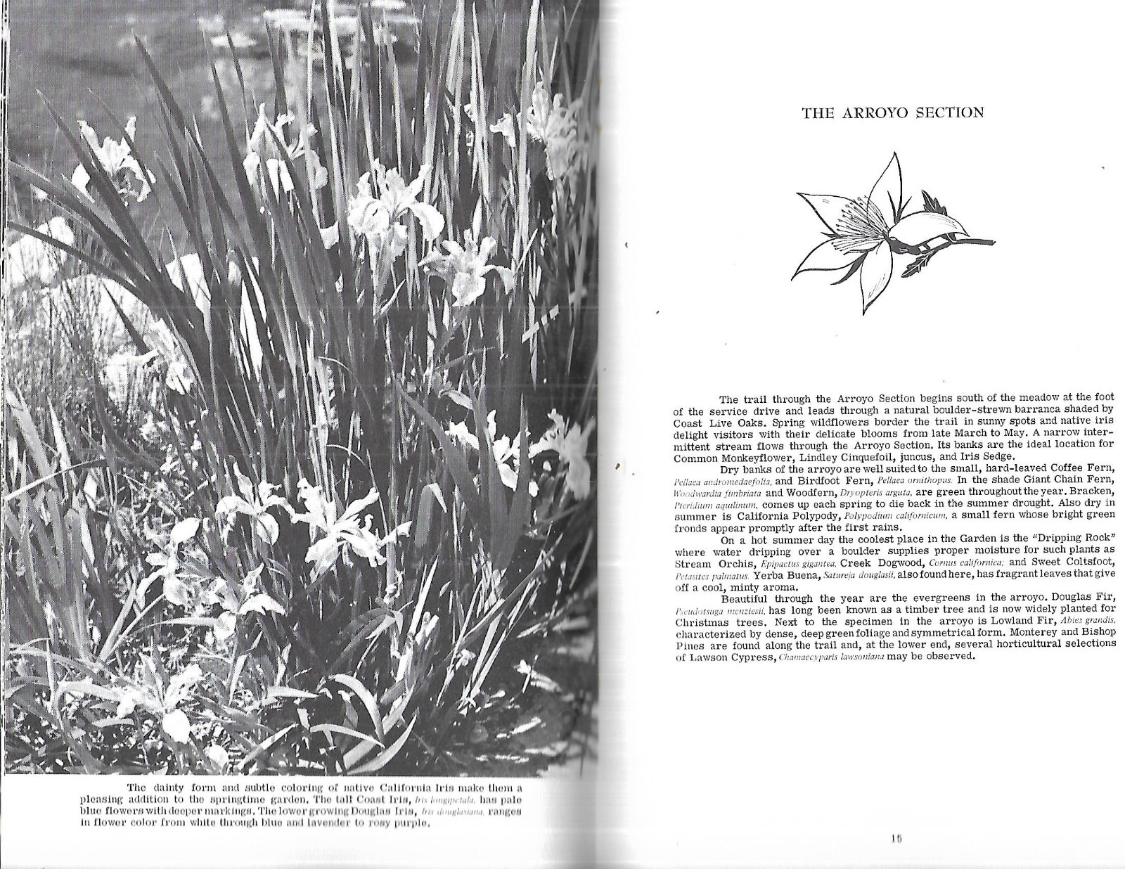 Santa Barbara Botanic Garden “Guide To The Garden” (1968, Stapled)