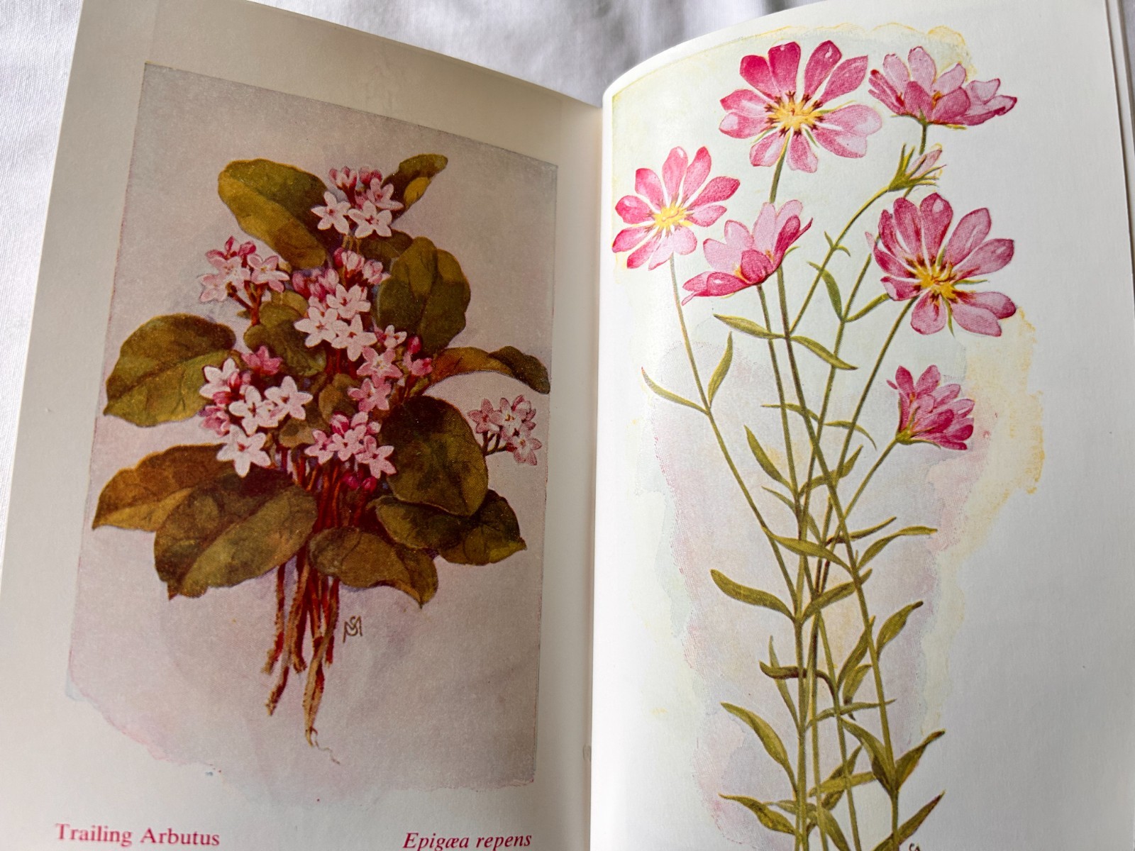 Field Book of American Wild Flowers, F. Schuyler Mathews, 1955, HC w. Dustcover