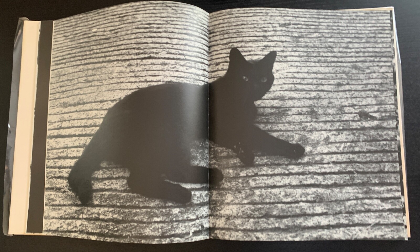 CATS / NECO – YUICHI HIBI – 1ST ED. – SIGNED – #230/500 – 2008 – NAZRAELI PRESS.