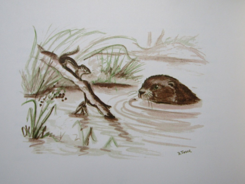 1962 Marsh CHIP THE CHIPMUNK Rare SIGNED 1st Ed. HC/DJ Illustrated Bethany Tudor