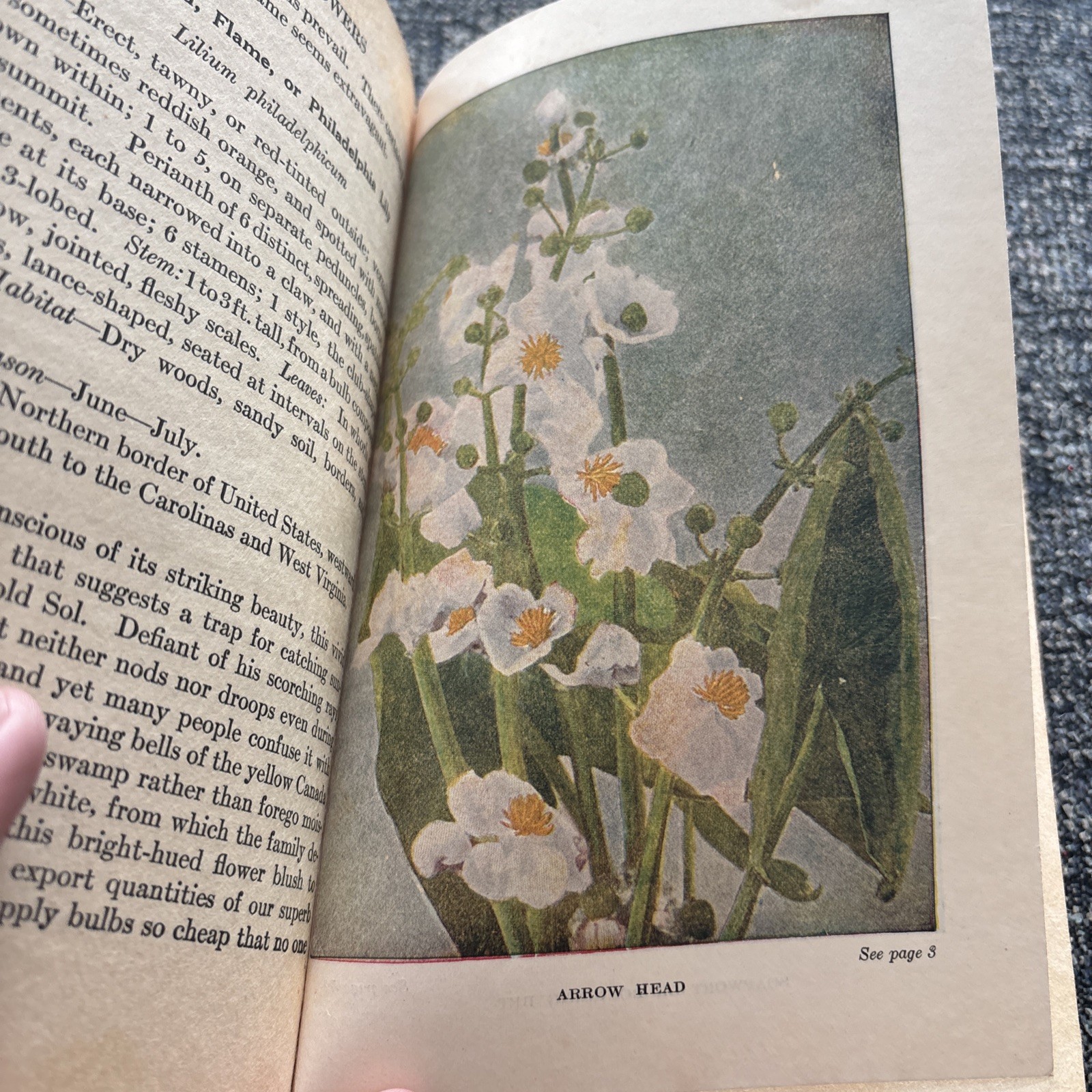 Little Nature Wild Flowers Worth Knowing 1ST Edition Neltje Blanchan 1922