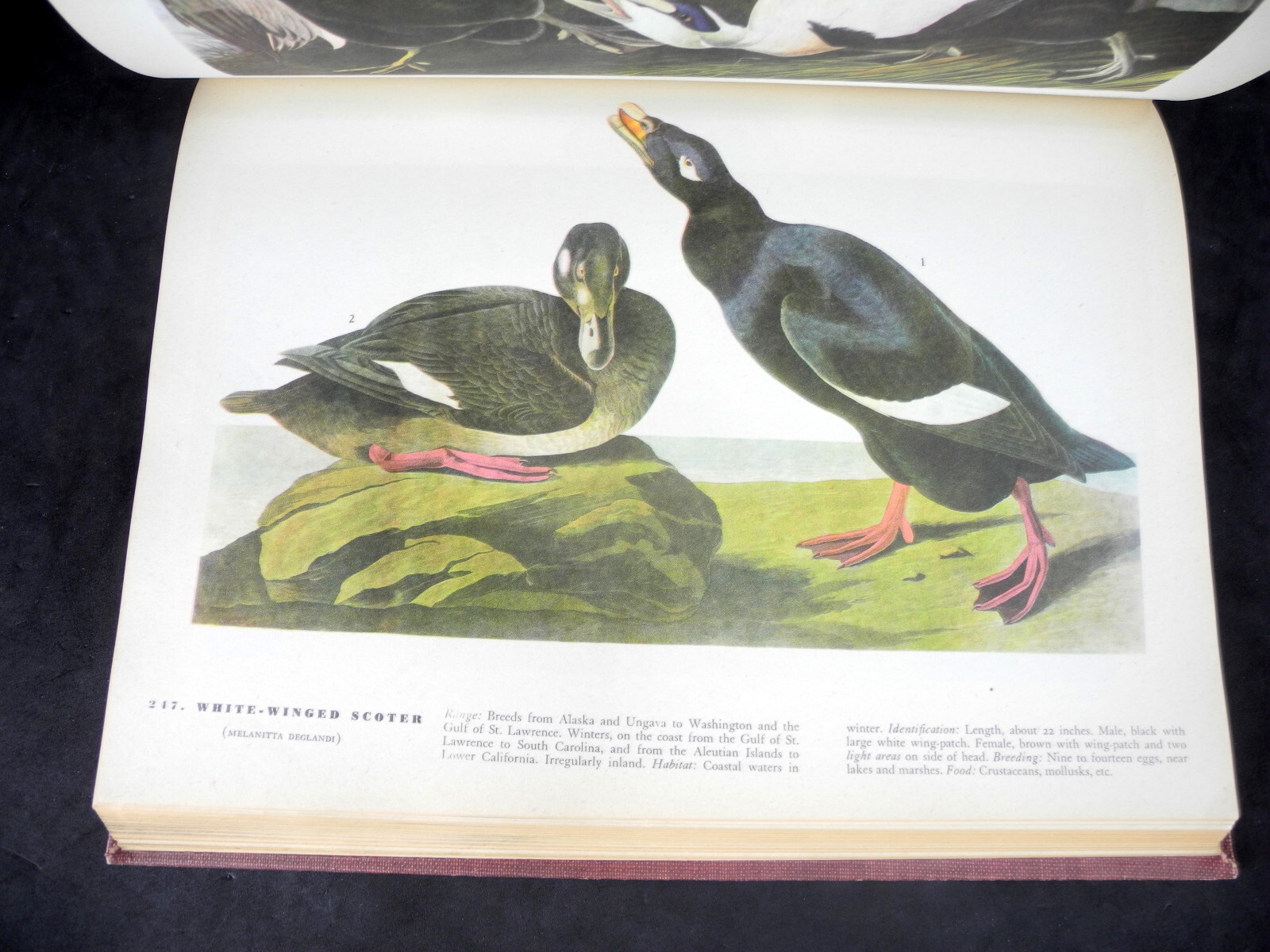 The Birds of America by John James Audubon – 1946 – 5th Printing