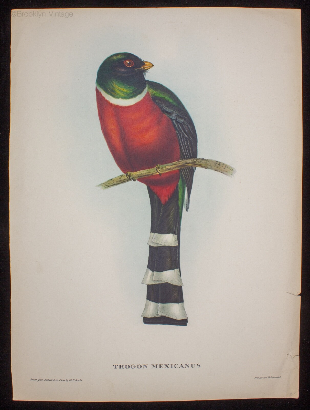 1800’s J. Gould Hullmandel Ornithology Lithograph Trogon Mexicanus