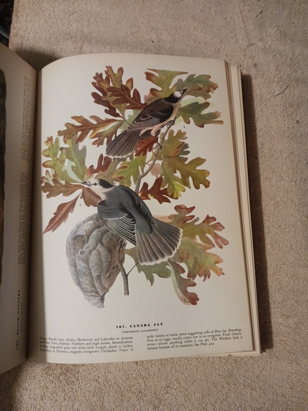 The Birds of America by John James Audubon, 1942 Color Illustrations Hardcover