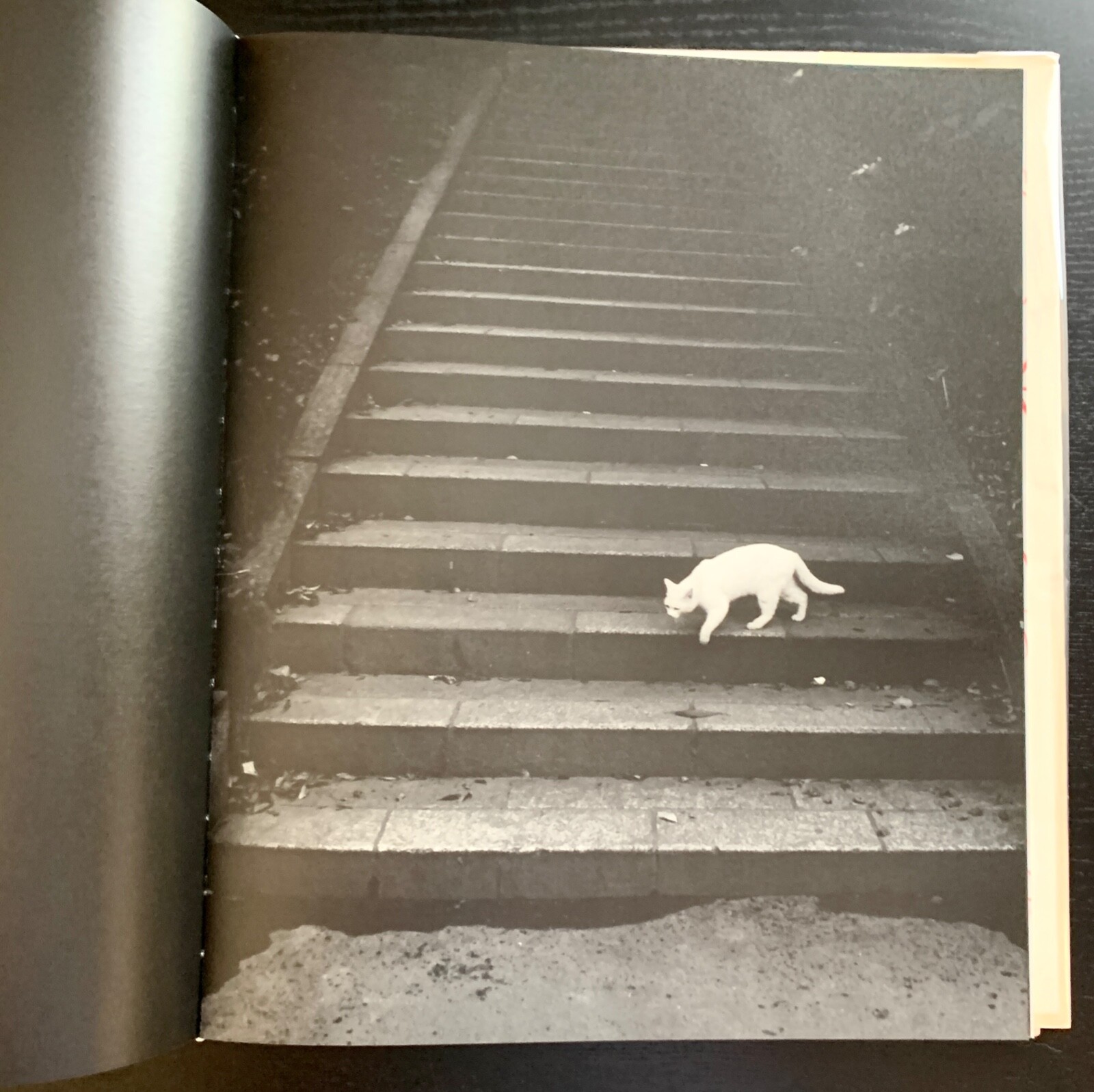 CATS / NECO – YUICHI HIBI – 1ST ED. – SIGNED – #230/500 – 2008 – NAZRAELI PRESS.