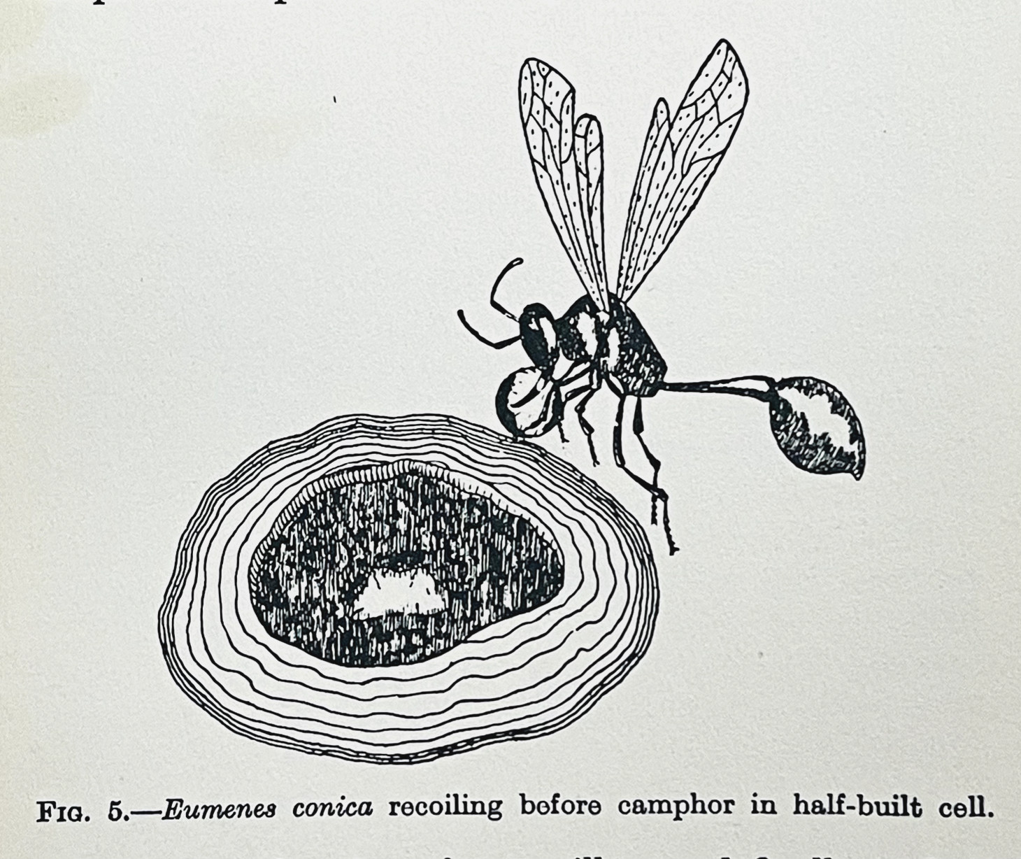 1929 INSTINCT INTELLIGENCE by R. Hingston/B. Russell 1st Ed/hb/296pp INSECTS