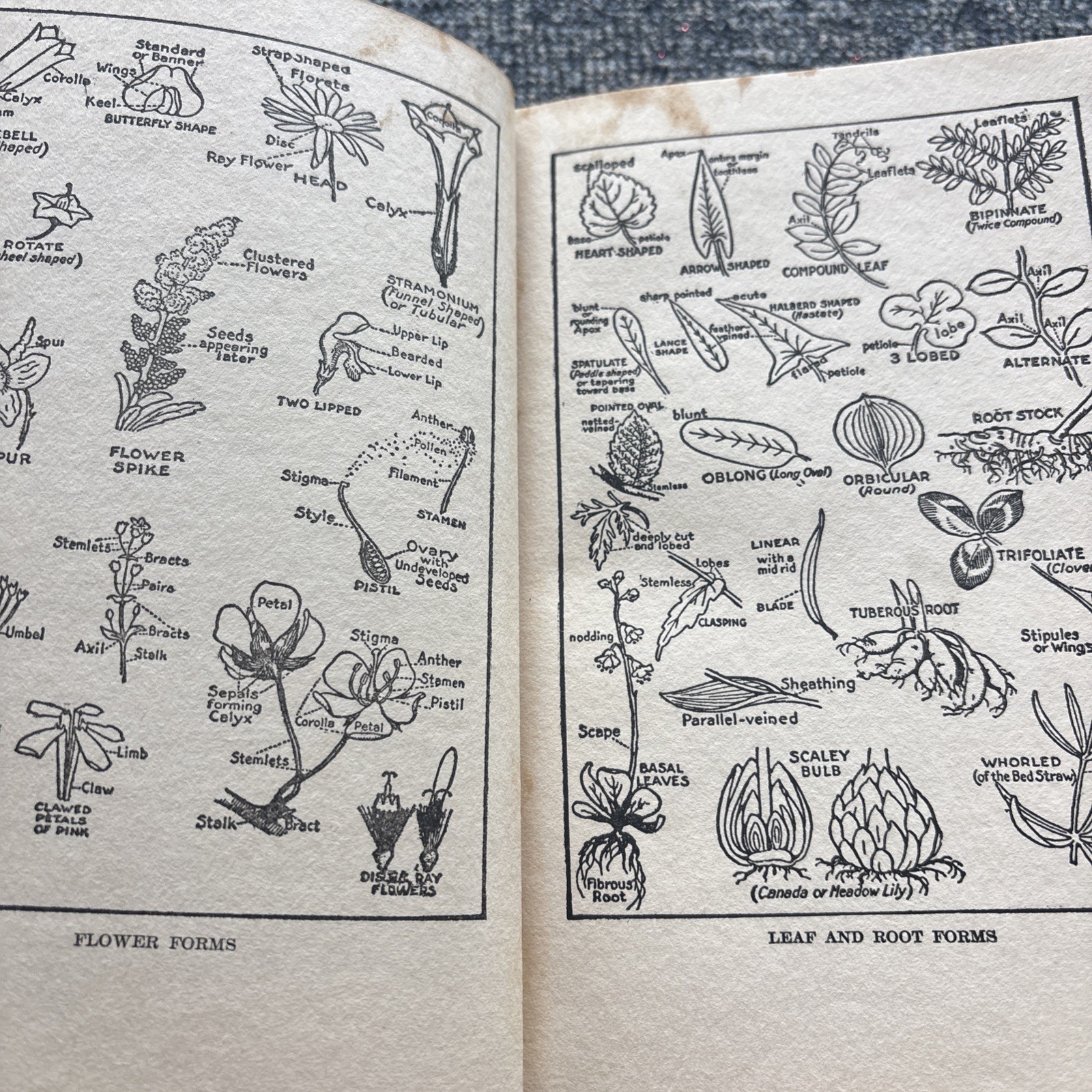 Little Nature Wild Flowers Worth Knowing 1ST Edition Neltje Blanchan 1922