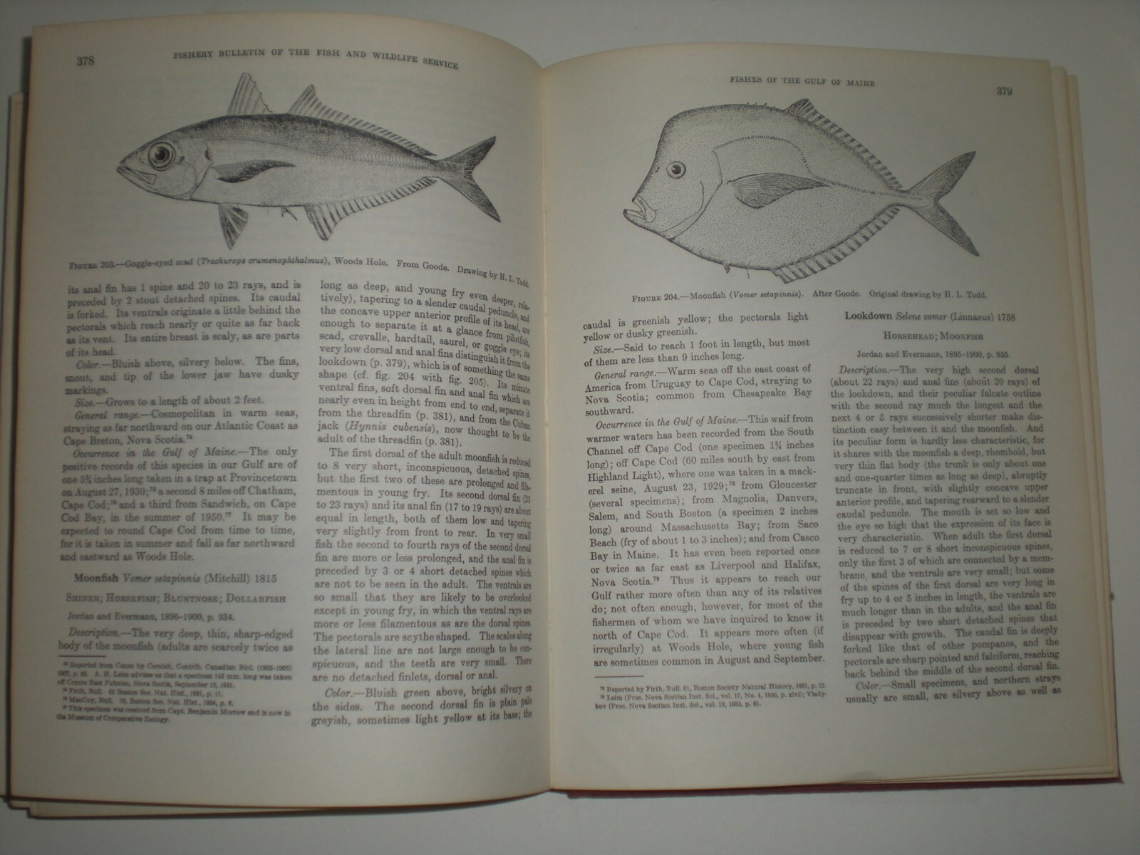 Fishes of the Gulf of Maine by Henry Bigelow Government Printing Office 1961 HB