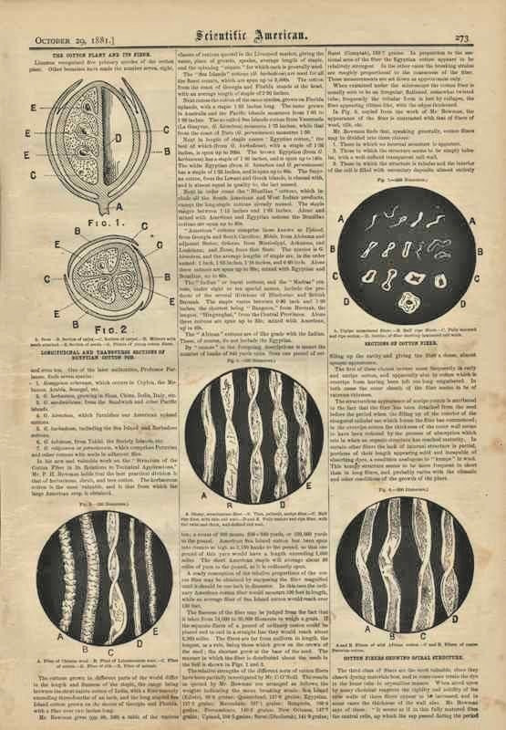 1881 Antique Egyptian Cotton Plant Fibers Pod Engravings Illustrated Vintage Old