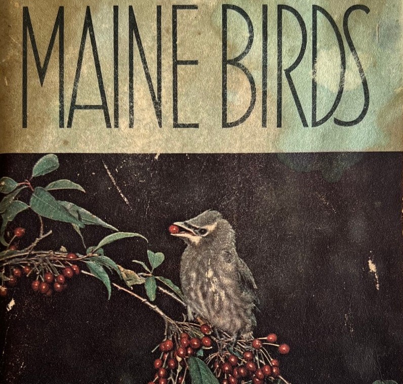1964 Maine Birds Audubon Society Antique PB Book 3rd Printing Study and Watching