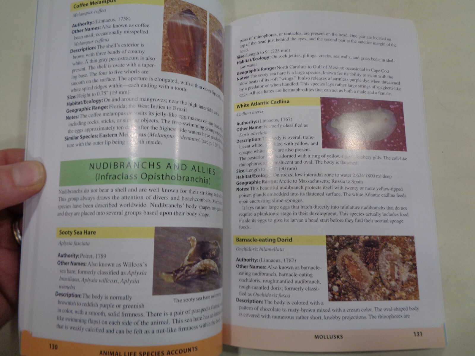 Atlantic Seashore Field Guide: Florida to Canada by J. Duane Sept 2016 1st Ed