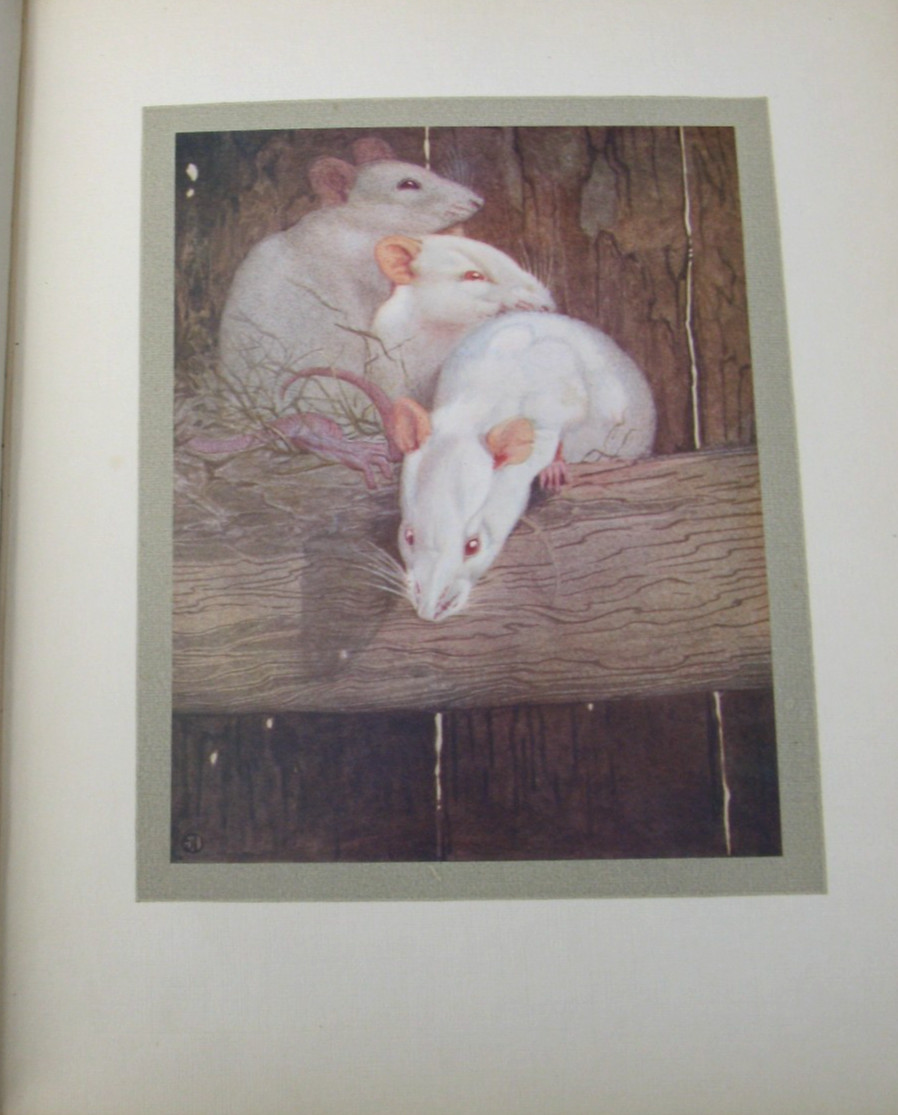 1911 The Book of Baby Beasts- Detmold SIGNED 1st Edition
