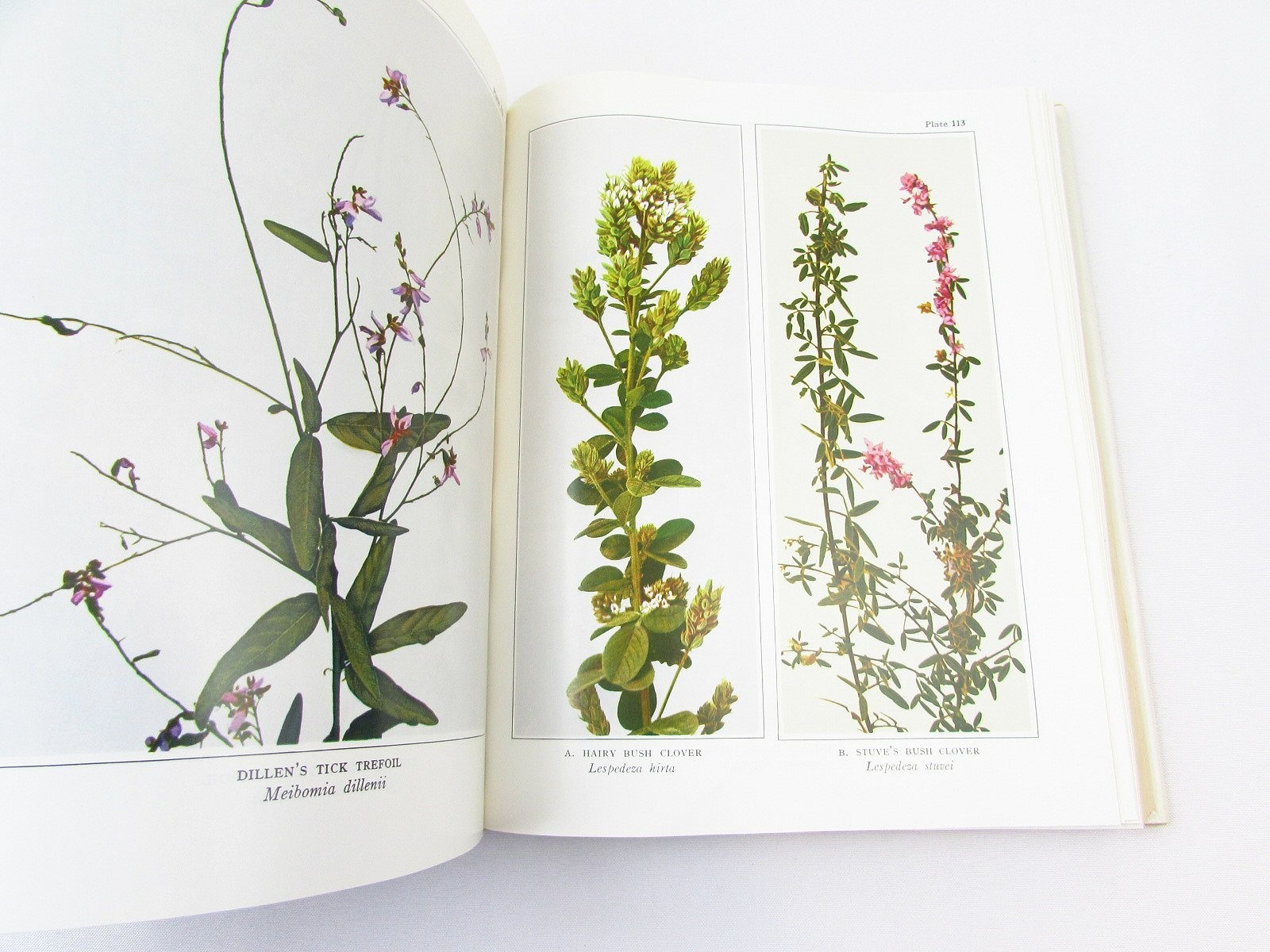 Wild Flowers Homer D. House 1961 Macmillan HC/DJ (3rd Printing, 1973)