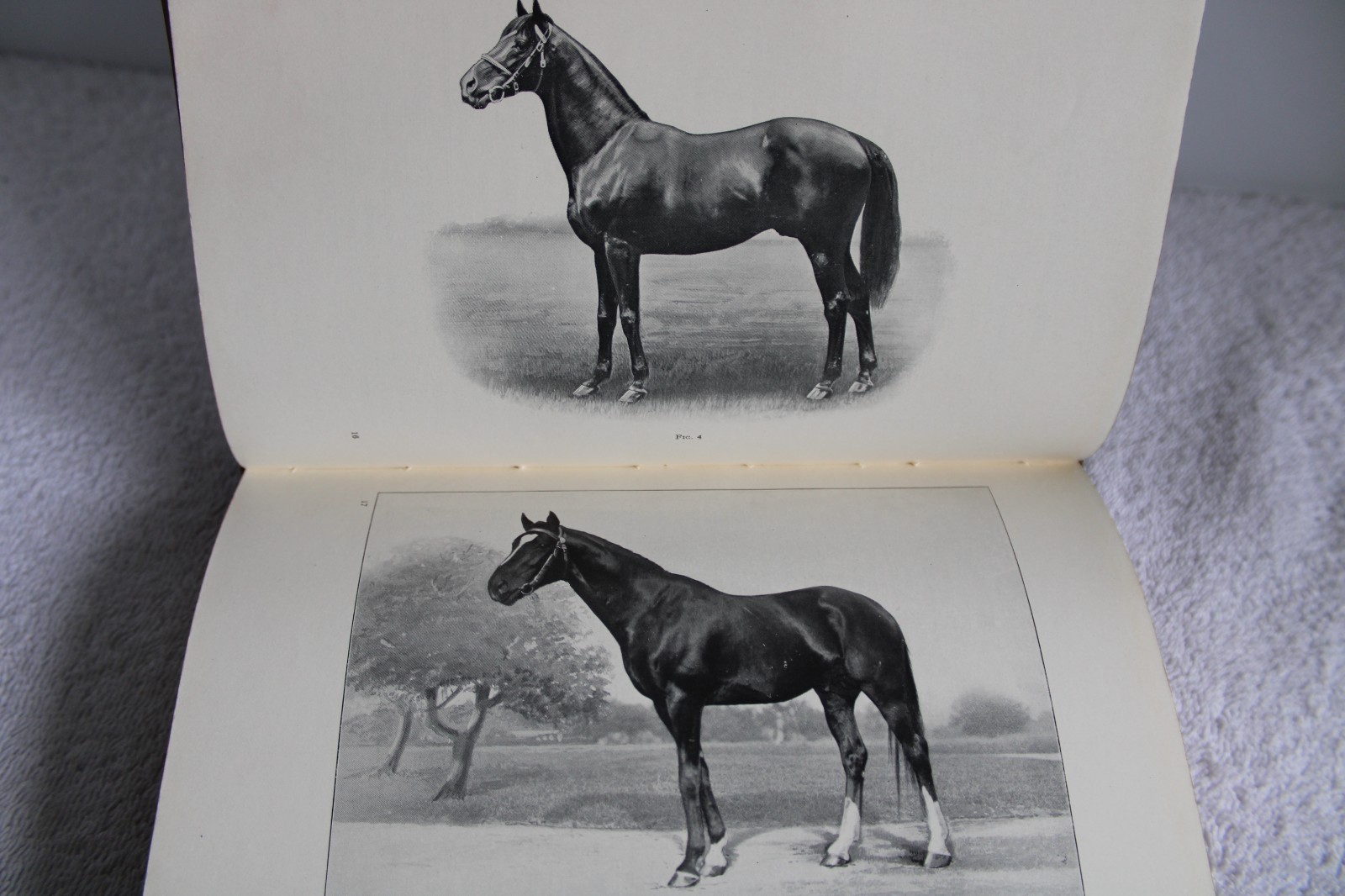 I.C.S. Reference Libray Swine, Sheep, Horses, Mules, Ponies, Asses 1912 HC illus
