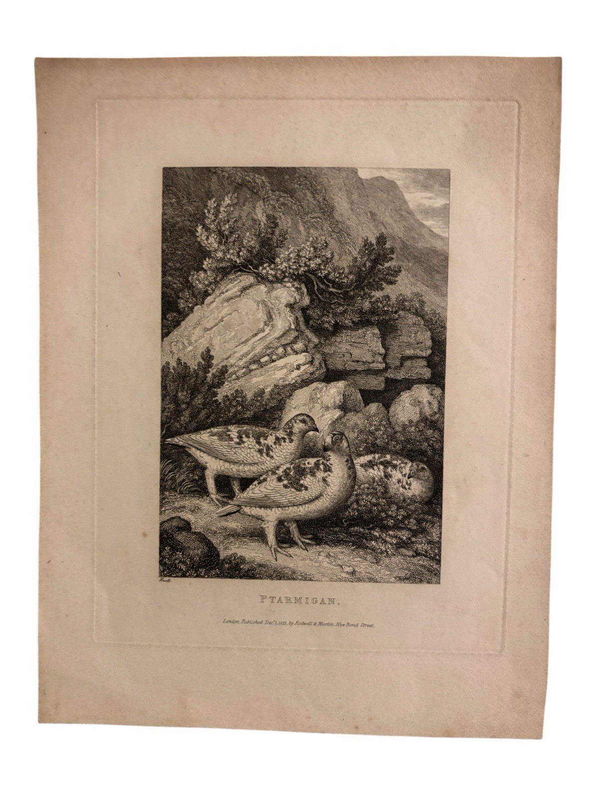 1822 Lithograph Birds Partridge Published Rodwell & Martin New Bond St