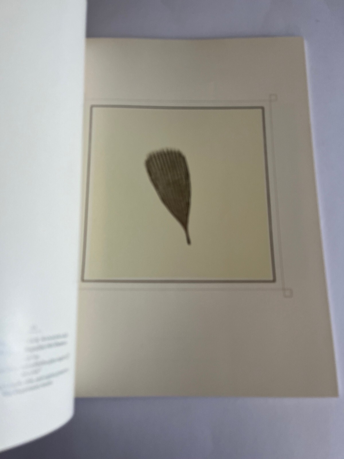 THE INSISTENT OBJECT Photographs 1845-1986 ~ FRAENKEL GALLERY Robert Frank Arbus