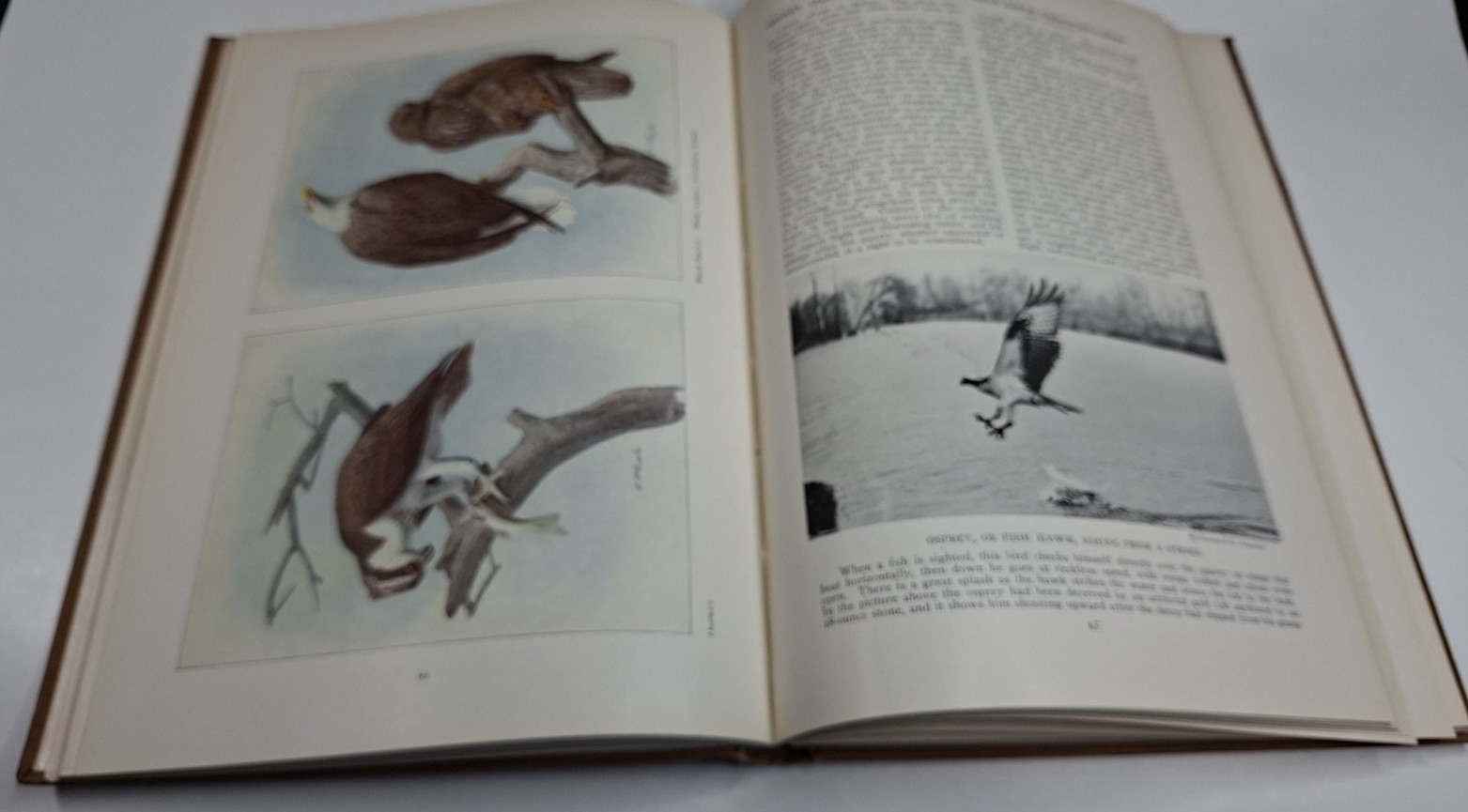 The Book of Birds National Geographic Society by Henry W Henshaw 1918 Very Good