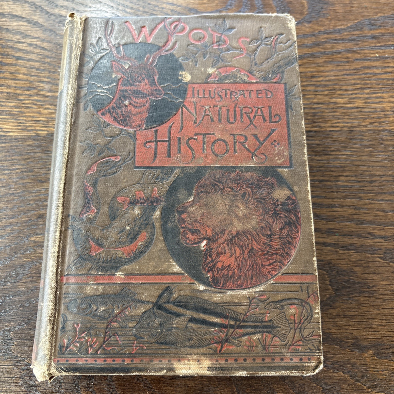 Wood’s Illustrated Natural History ©1886 by Reverend J. G. Wood ~ Hardcover Book