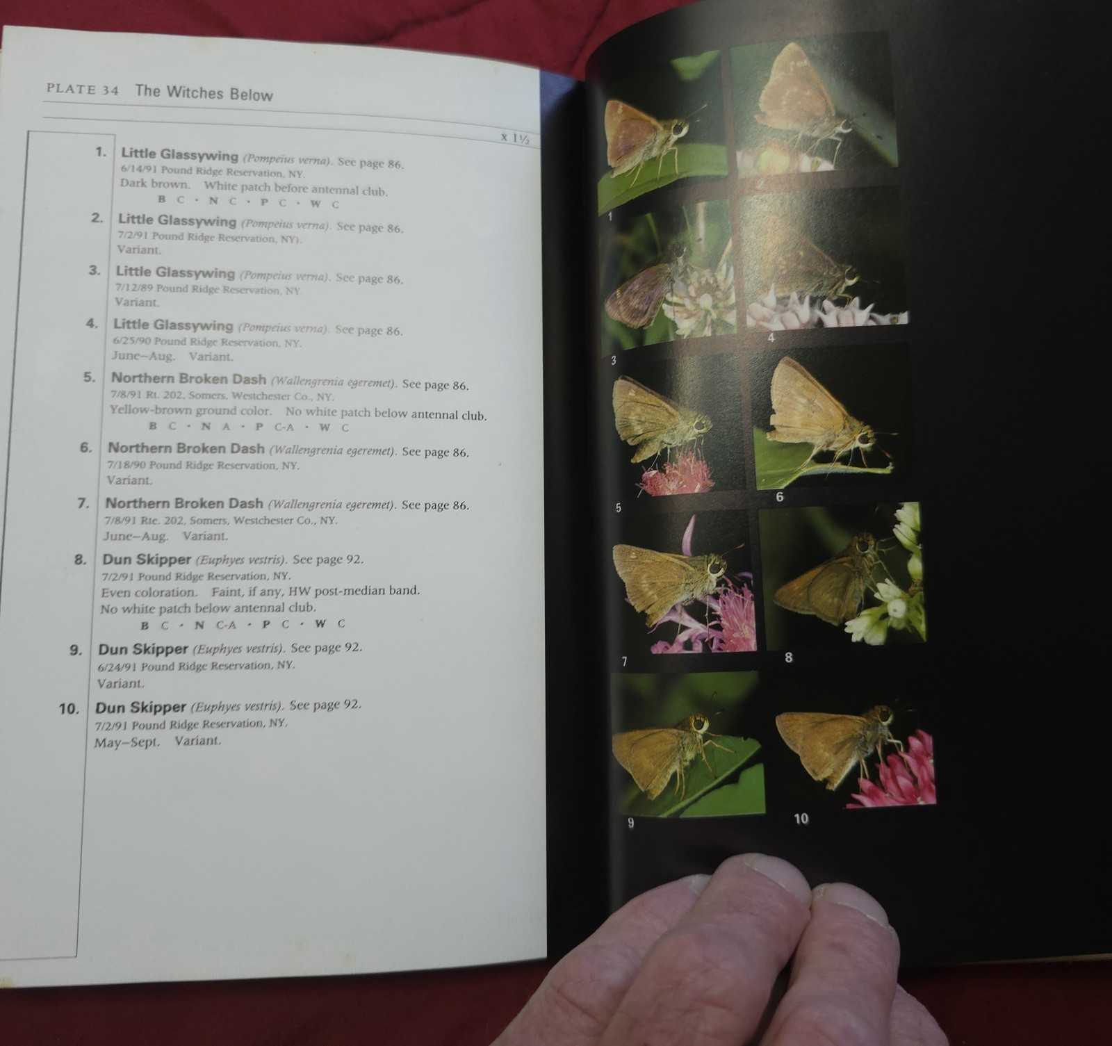 Rare “Butterflies through Binoculars” GREAT Field Guide Book!