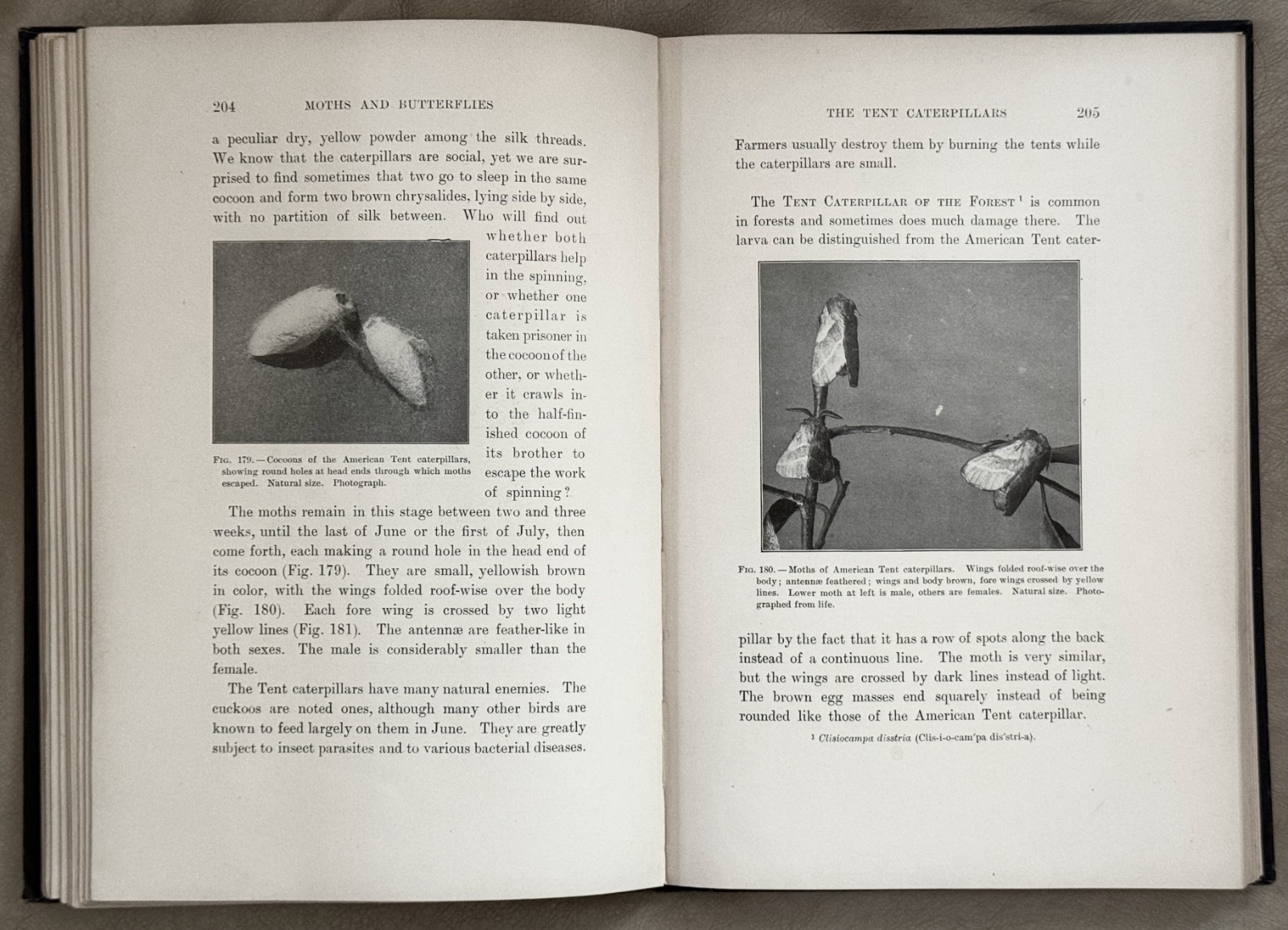 1901 Moths & Butterflies by Mary Dickerson, 1st Edition, 1st Print / HC
