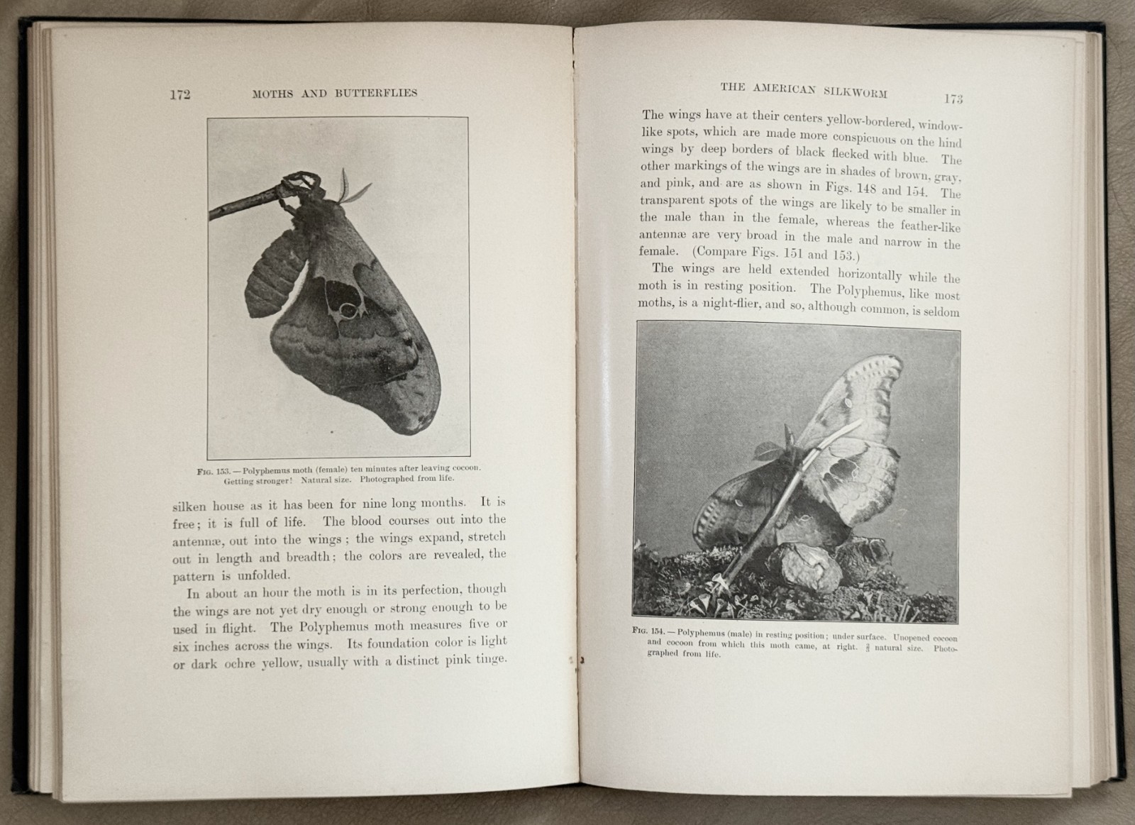 1901 Moths & Butterflies by Mary Dickerson, 1st Edition, 1st Print / HC