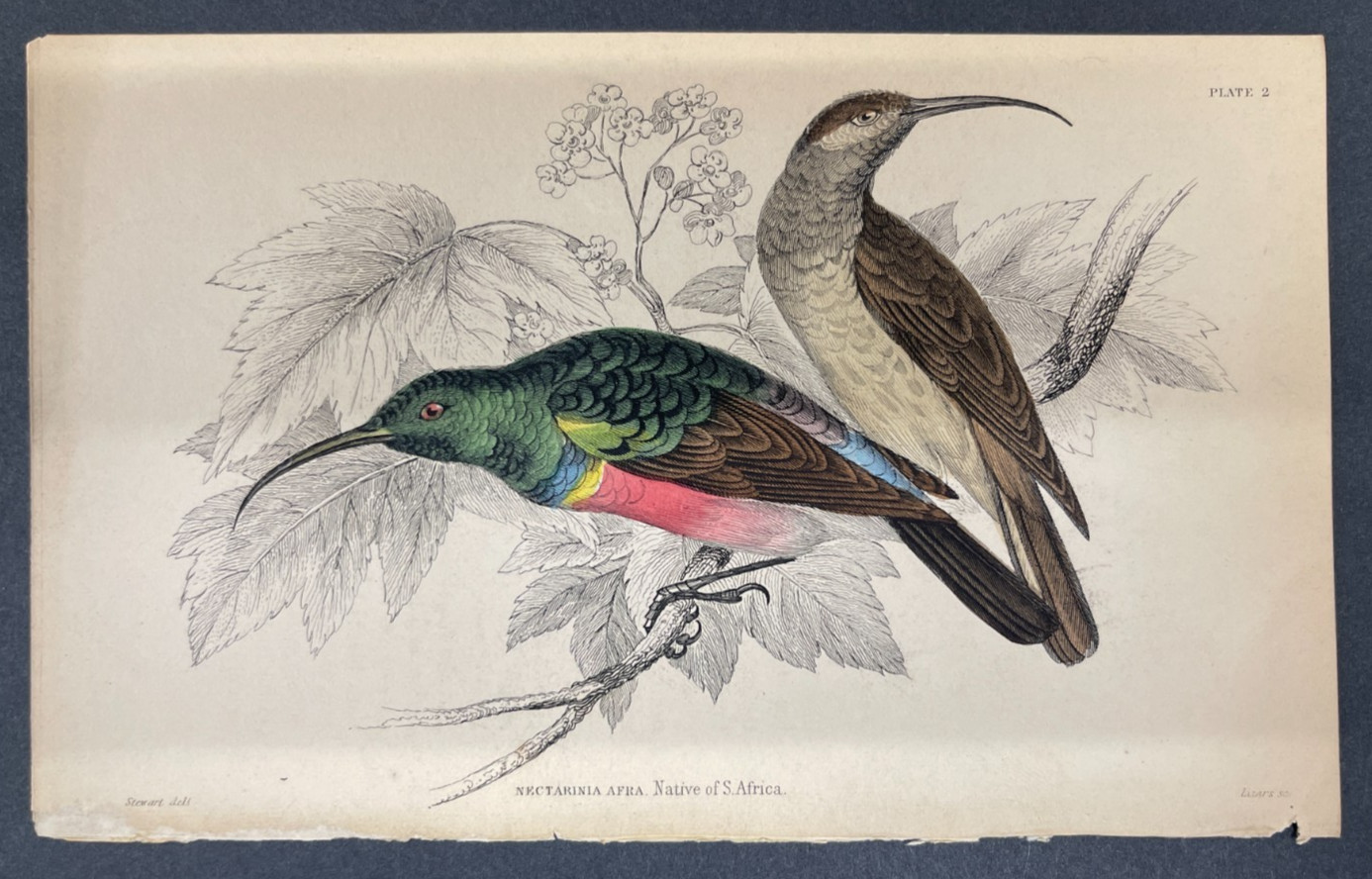 FREE SHIPPING! Birds, Jardine, Naturalist’s Ornithology Library, 1840, Humming