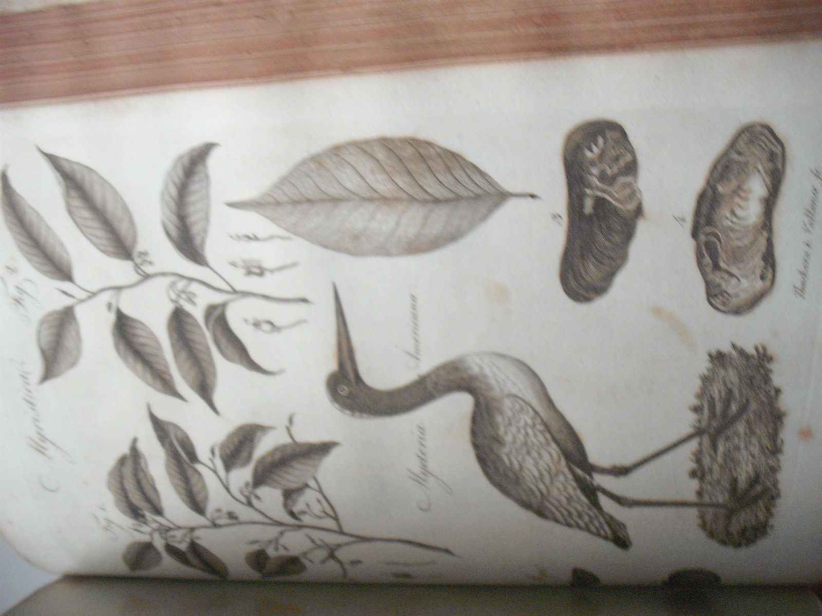 Rare Book 1798 Leather Bound Encyclopedia Dictionary Arts & Science 799 Pages