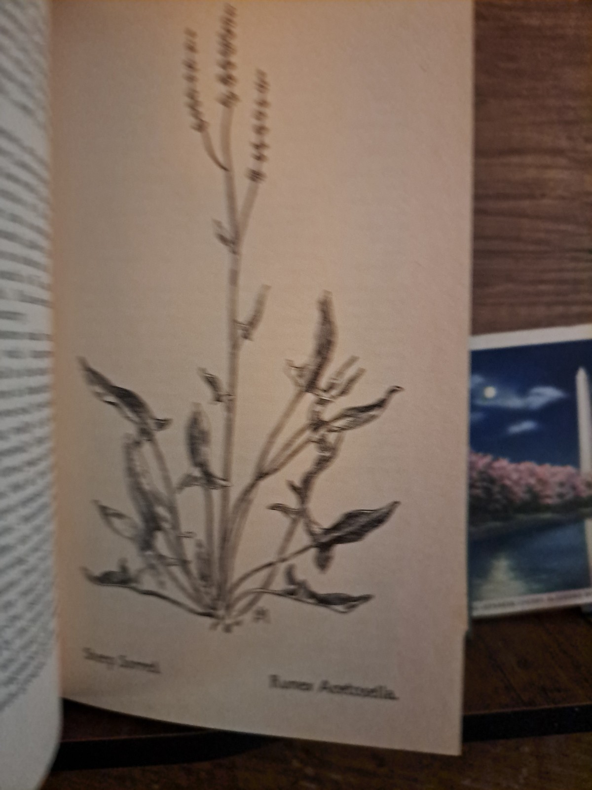 1902 Field Book Of American Flowers F Schuyler Mathews 2001 reprint freeship