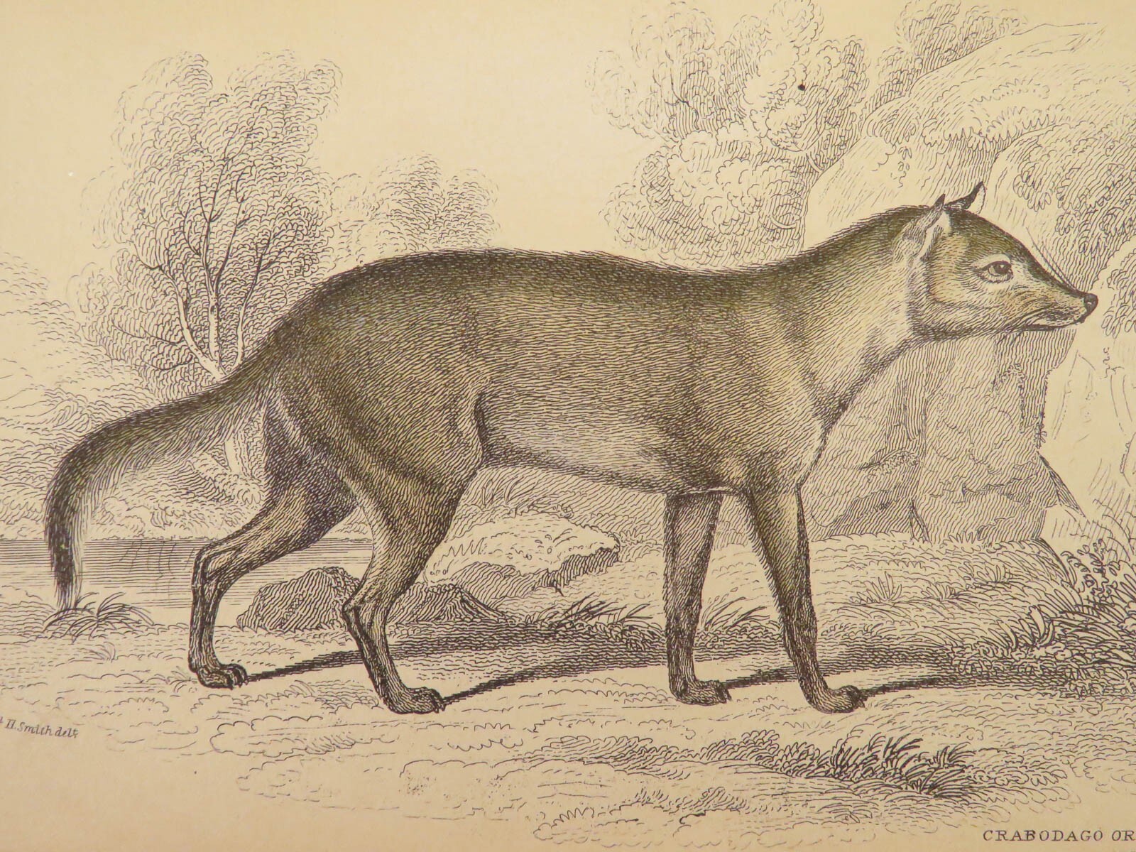 1839 DOGS & Wolves 1ed Huskies Hyenas FOX Jardine Naturalist Illustrated Canines