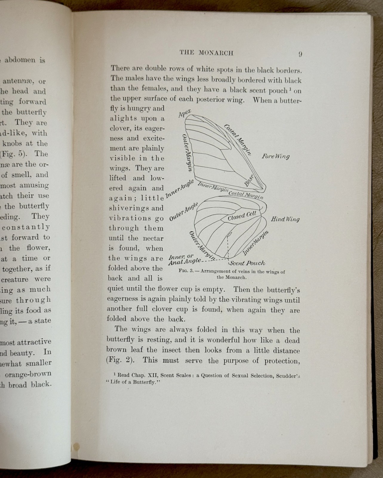 1901 Moths & Butterflies by Mary Dickerson, 1st Edition, 1st Print / HC