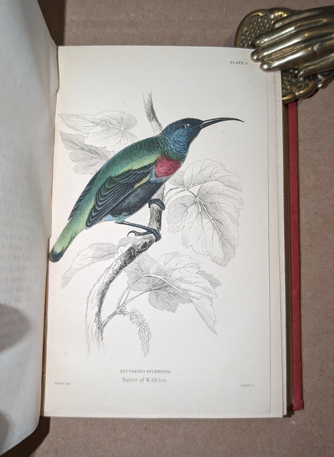 Naturalists‘ Library Nectariniadae Sun-Birds William Jardine 1864 color plates
