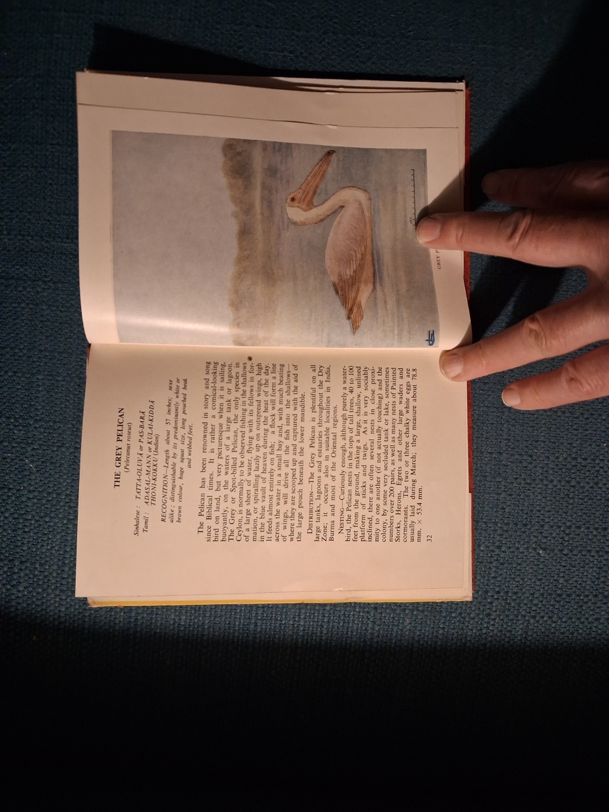 BIRDS OF CEYLON By W.W.A. Phillips Volume 2 From 1952 Sri Lanka 1st Edition Book