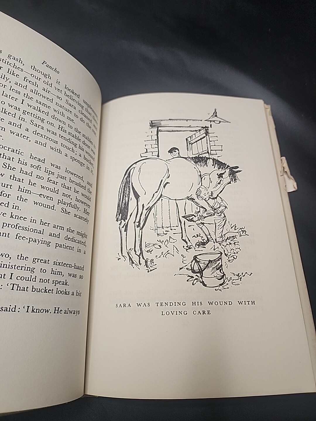 1967 Pancho The Story Of A Horse By Dorian Williams (Hardcover)