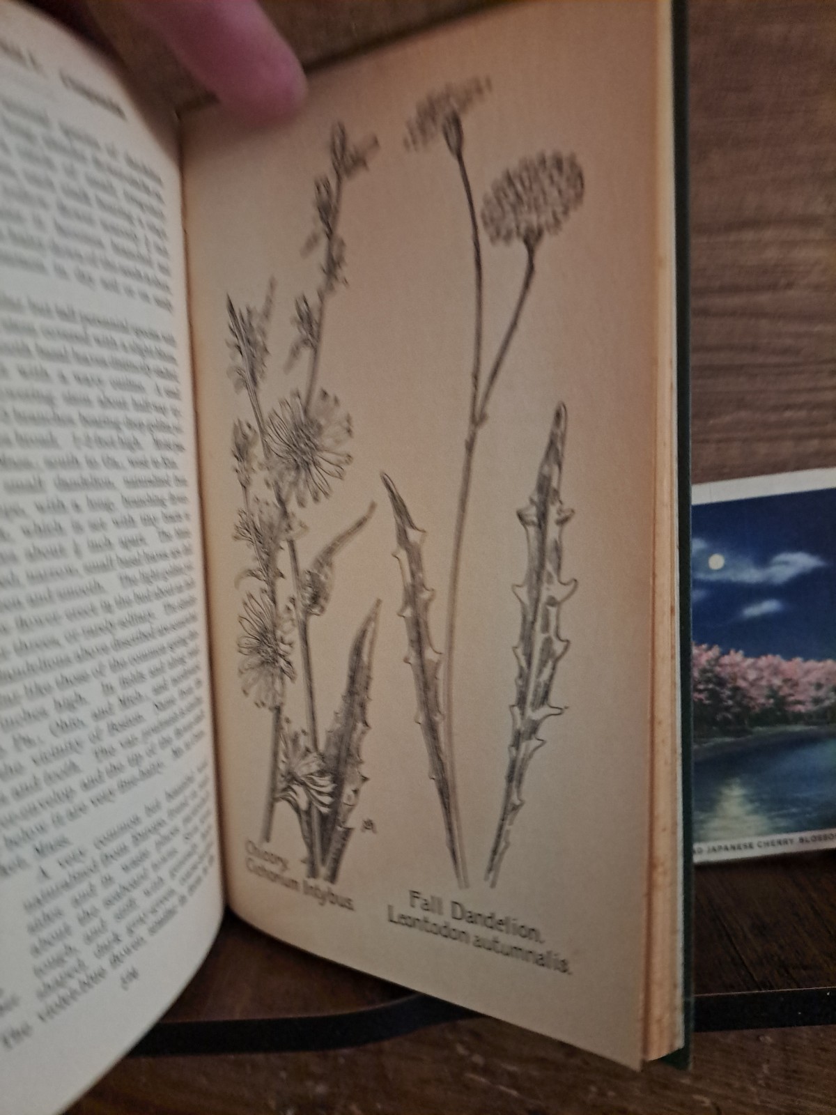 1902 Field Book Of American Flowers F Schuyler Mathews 2001 reprint freeship