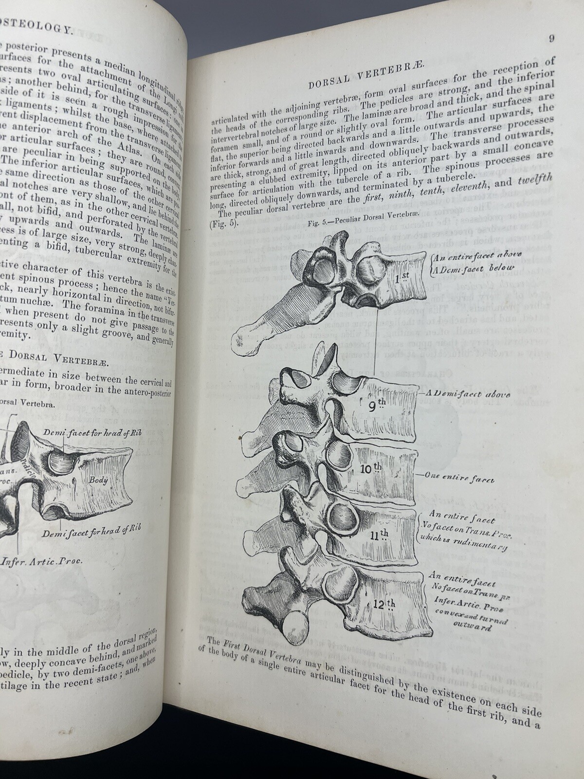 “Gray’s Anatomy” Anatomy Descriptive and Surgical By Henry Gray 1859
