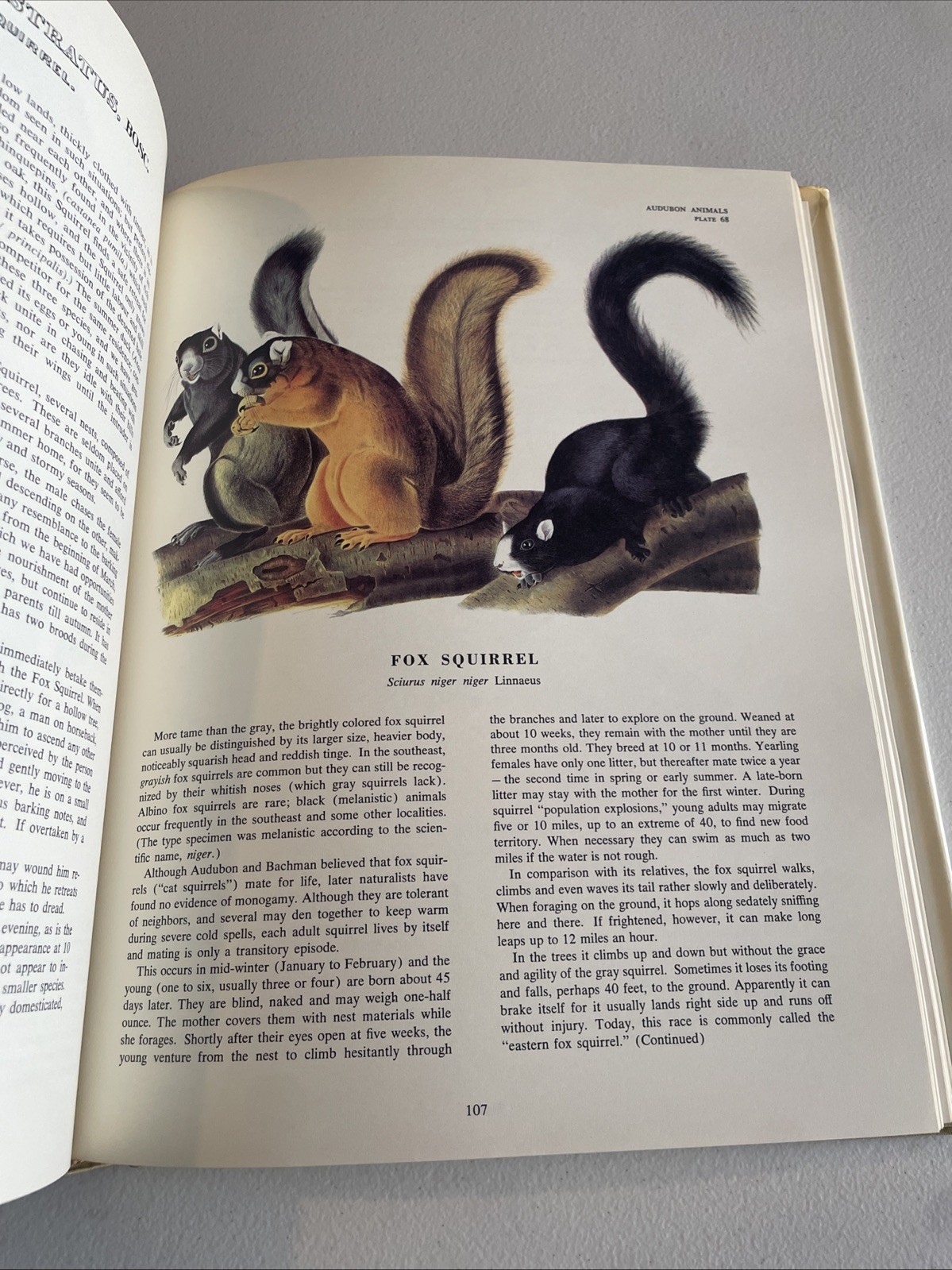The Imperial Collection Of Audubon Animals By John James Audubon Vintage 1967
