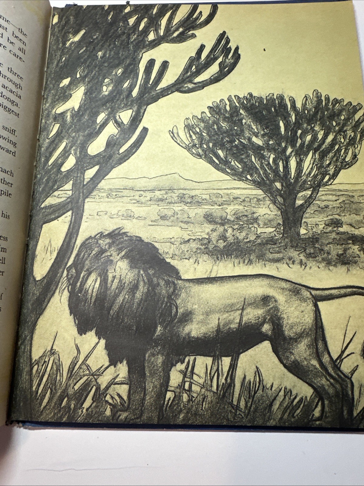 Tarnish by Osa Johnson 1944