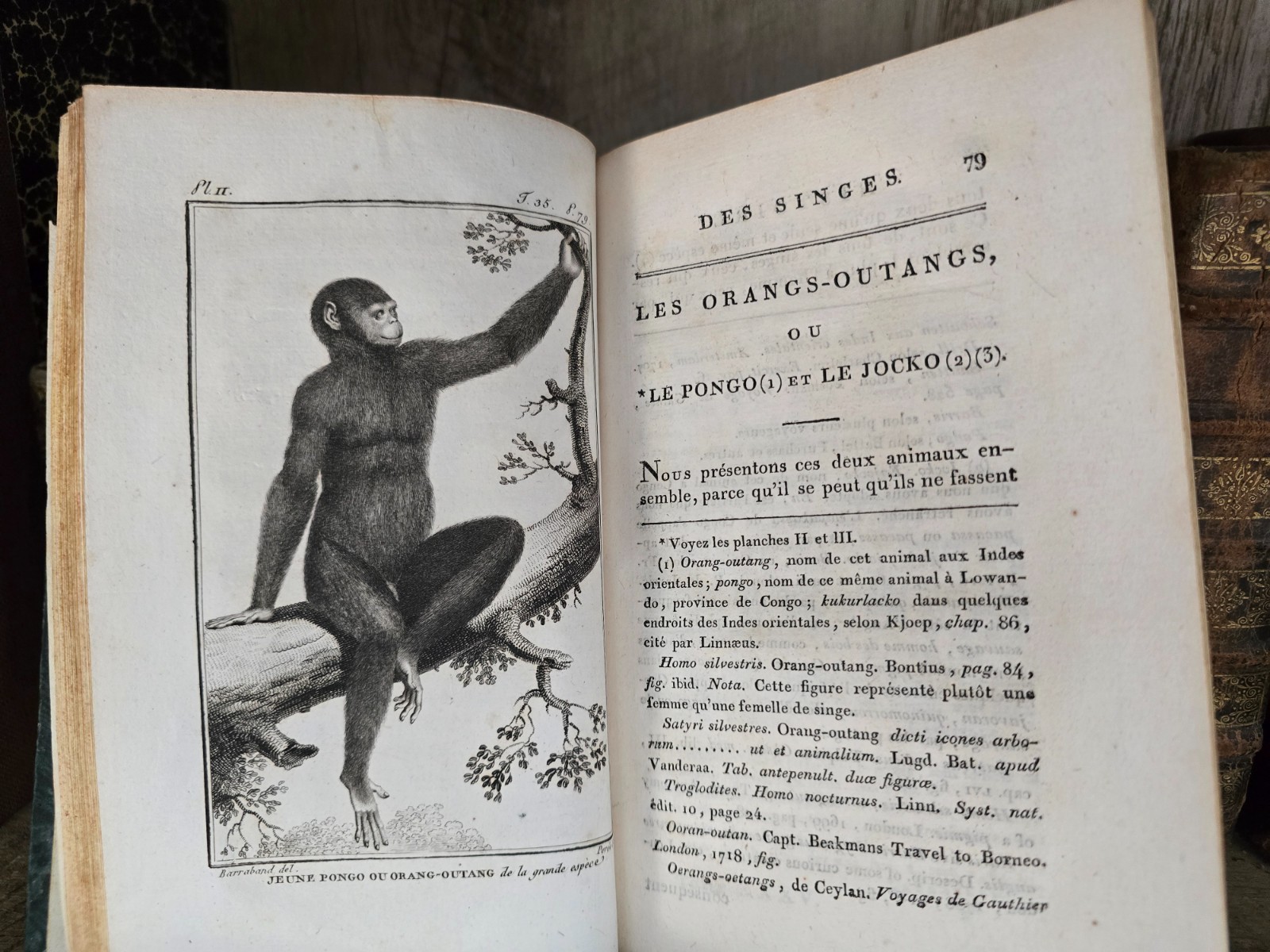 1800 BUFFON – NATURAL HISTORY OF PRIMATES – Monkeys and Apes With 35 Engravings