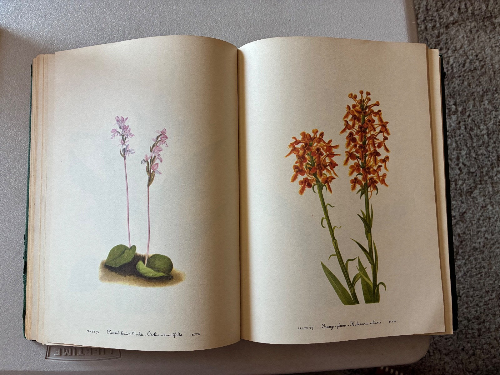 Wild Flowers of America Mary Vaux Walcott 1965 5th Printing Ex Libris