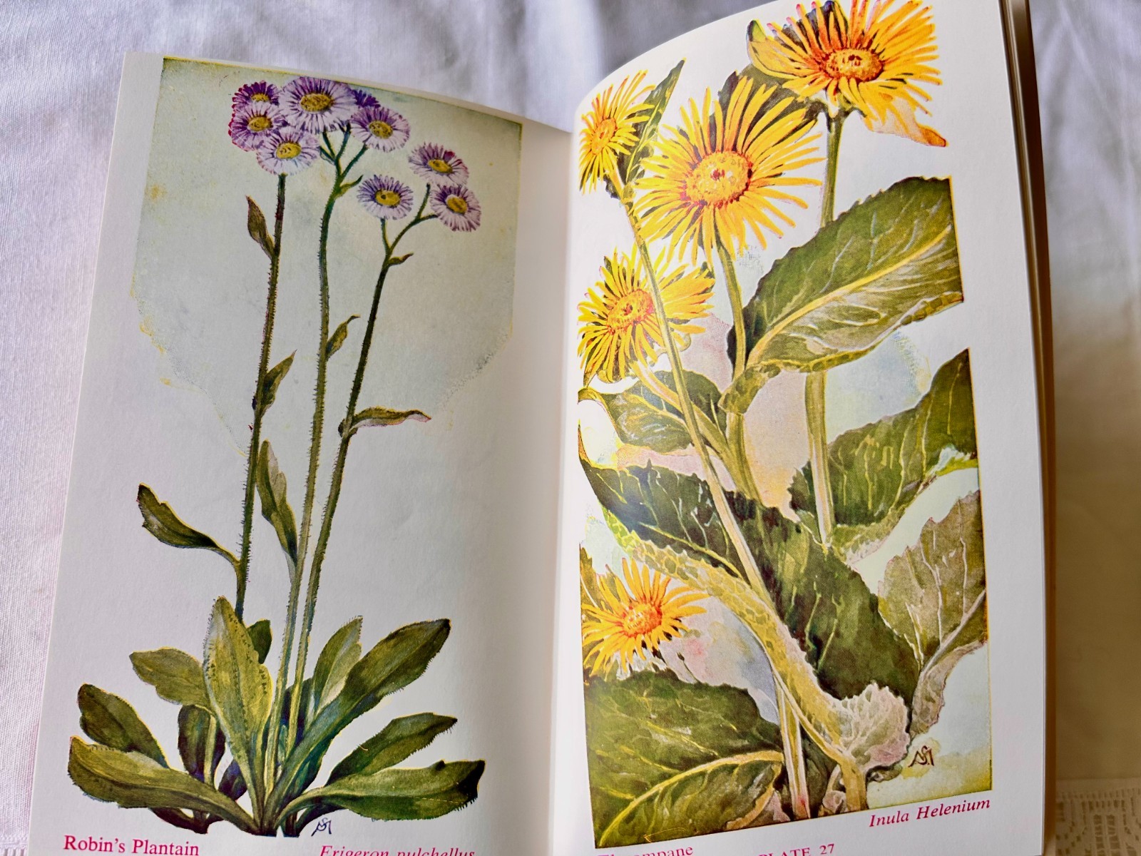 Field Book of American Wild Flowers, F. Schuyler Mathews, 1955, HC w. Dustcover