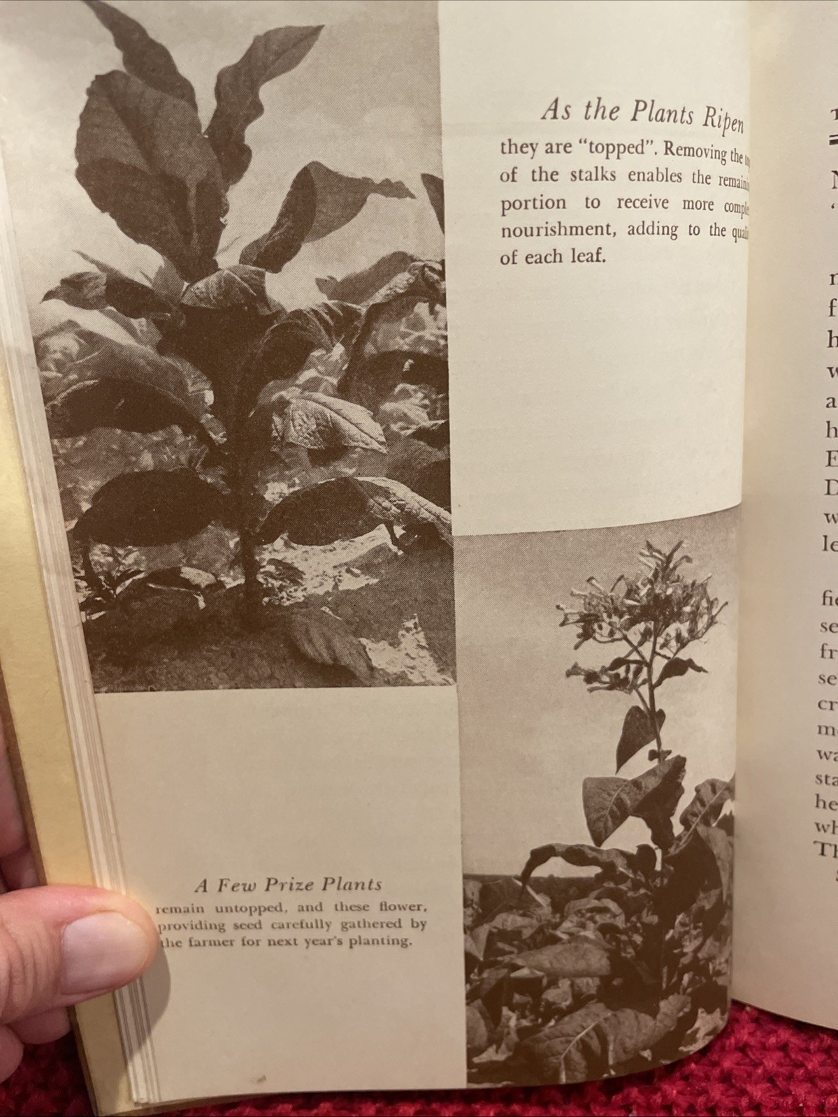 THE STORY OF LUCKY STRIKE 1939 NEW YORK WORLD’S FAIR EDITION BOOK ROY FLANAGAN