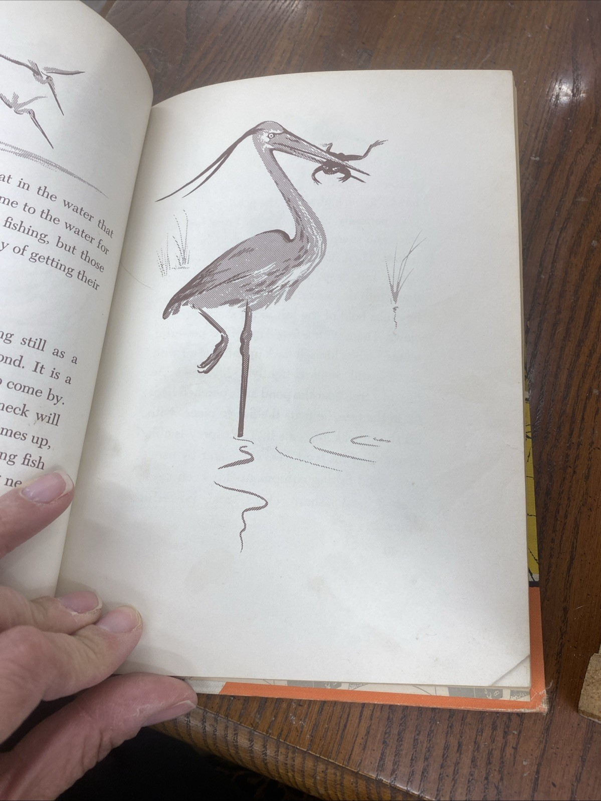 1950 School Library Book ‘How The Animals Eat’ by Millicent Selsam