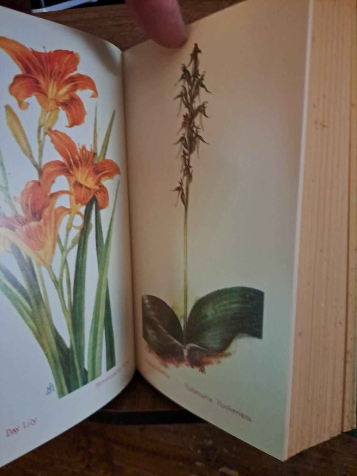 1902 Field Book Of American Flowers F Schuyler Mathews 2001 reprint freeship