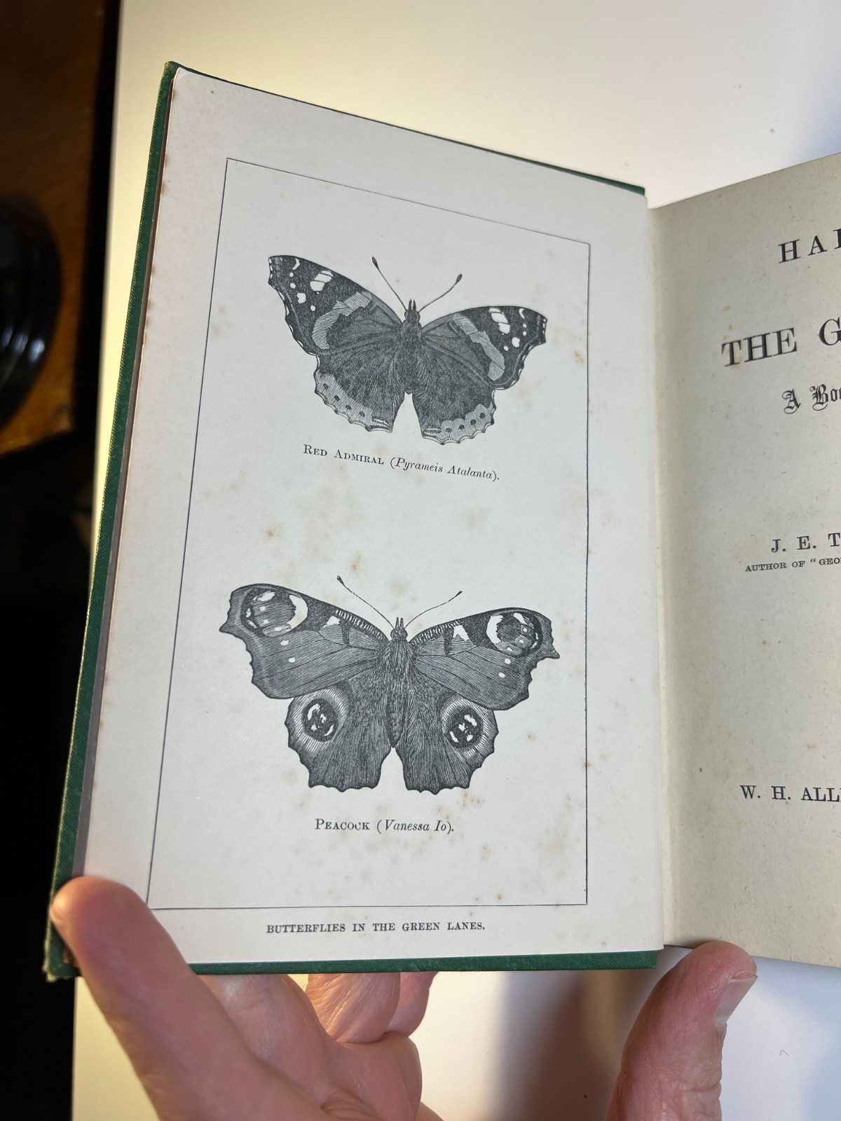 Antique 1884 “Half-Hours In The Green Lanes” Victorian Nature Book Ornate Gilded