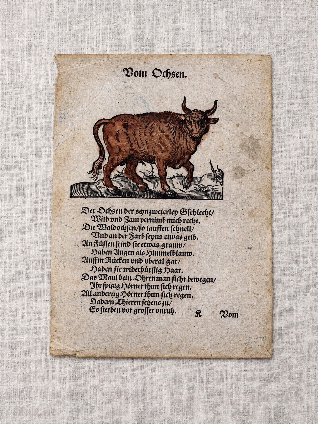 16thC Hand Colored Woodcut c1579 Ox Animal Leaf Jost Amman Thierbuch