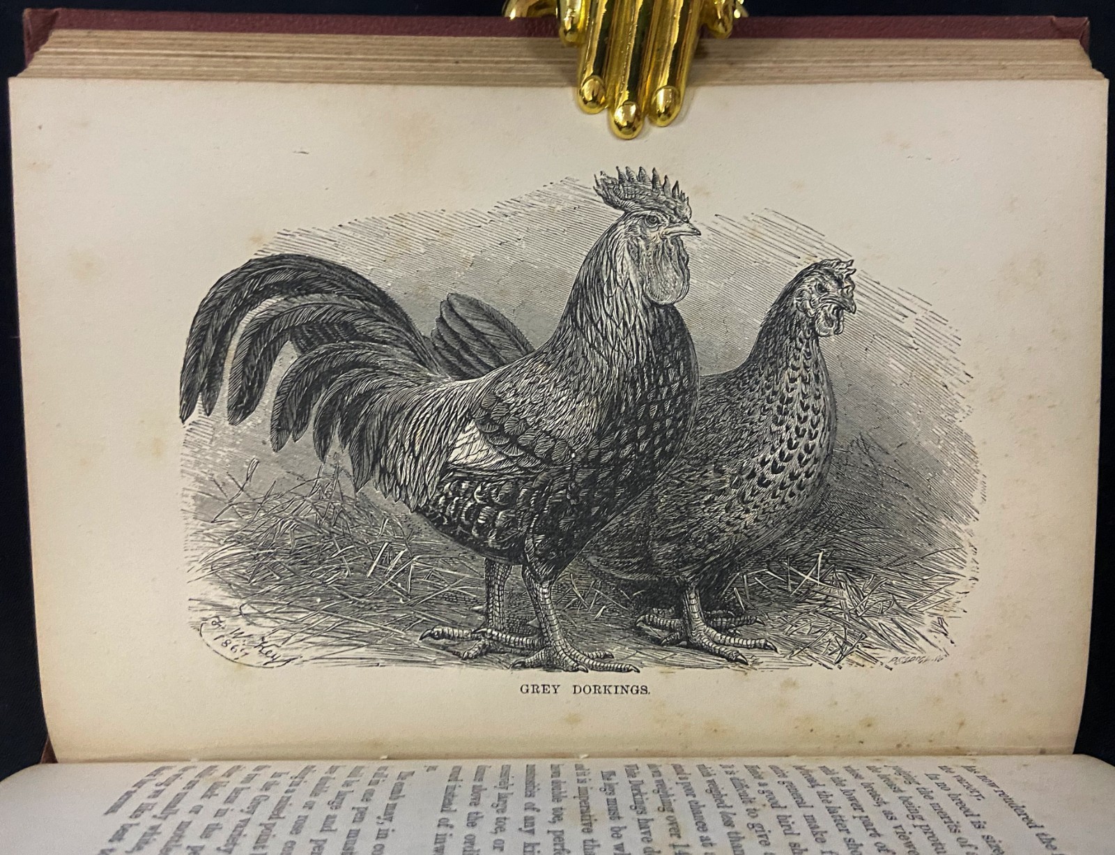 1880s THE PRACTICAL POULTRY KEEPER Farming & Natural History WRIGHT Antique Book