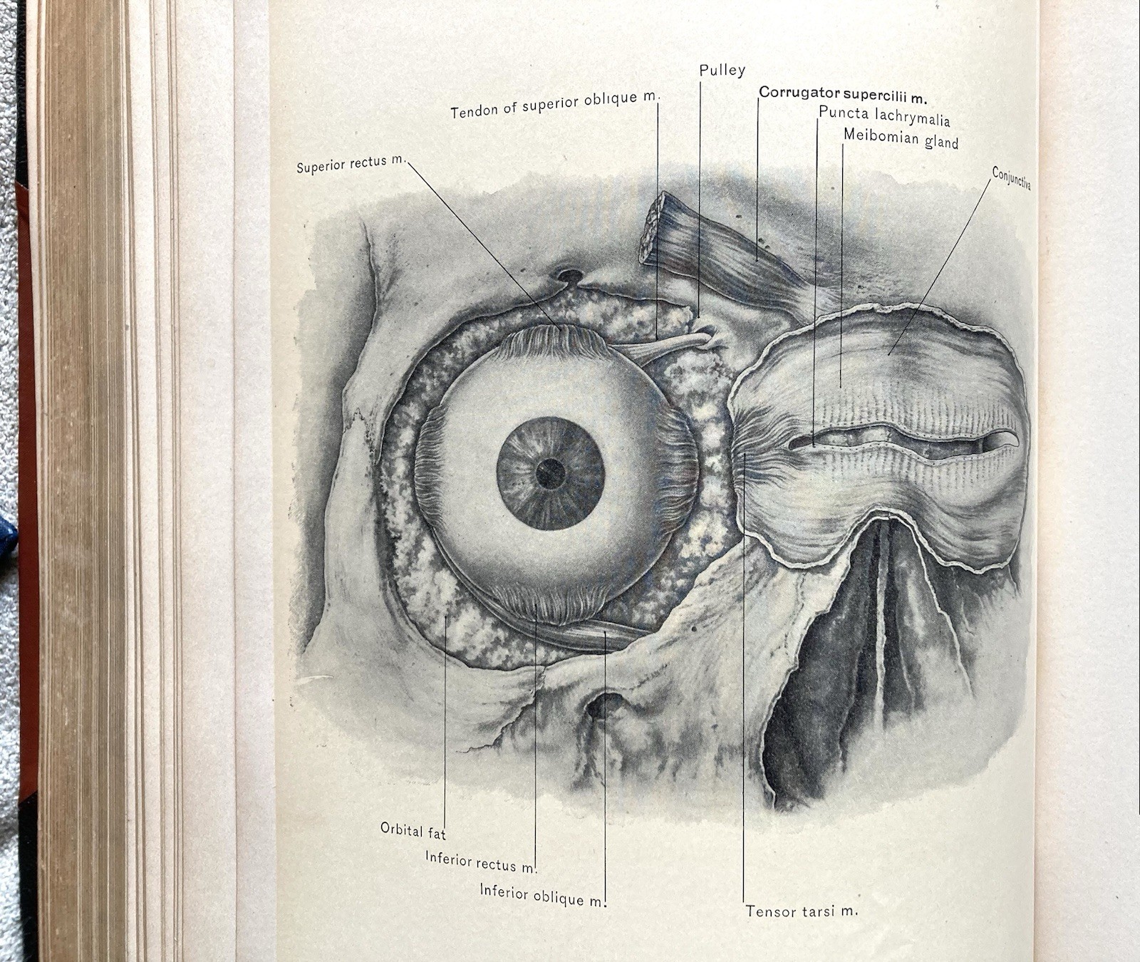 Surgical Anatomy Of The Head And Neck, 1912, John B. Deaver, 177 Plates, Good+
